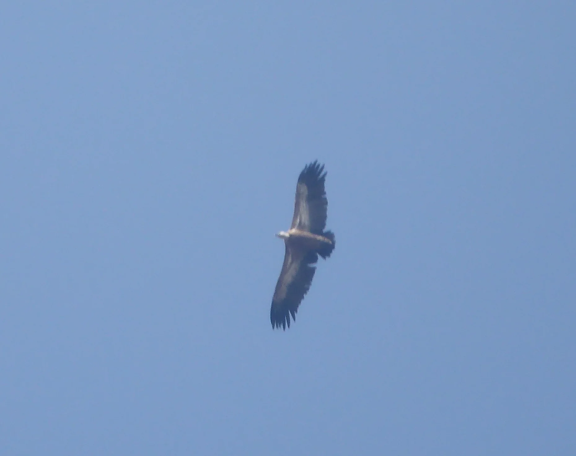 Griffon vulture