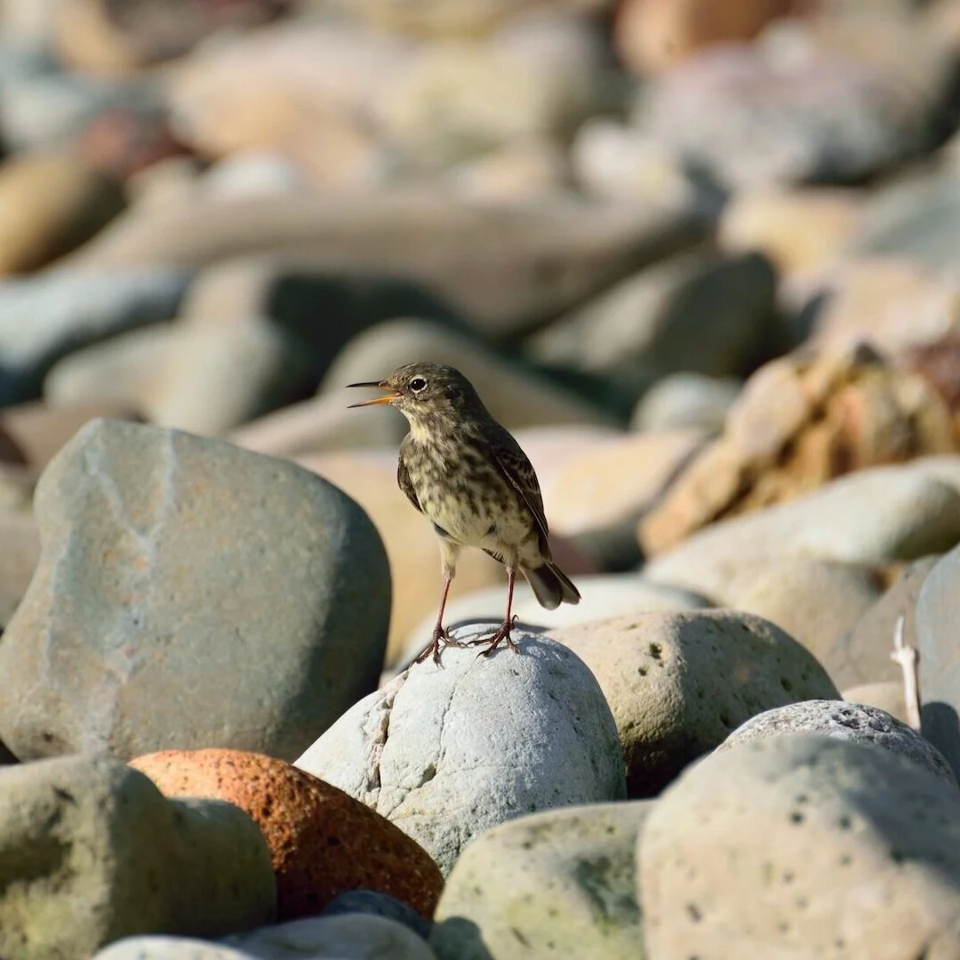 rock+pipit+Lucy+Wallace+1.jpg