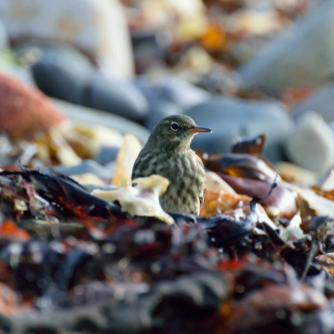 Rock Pipit
