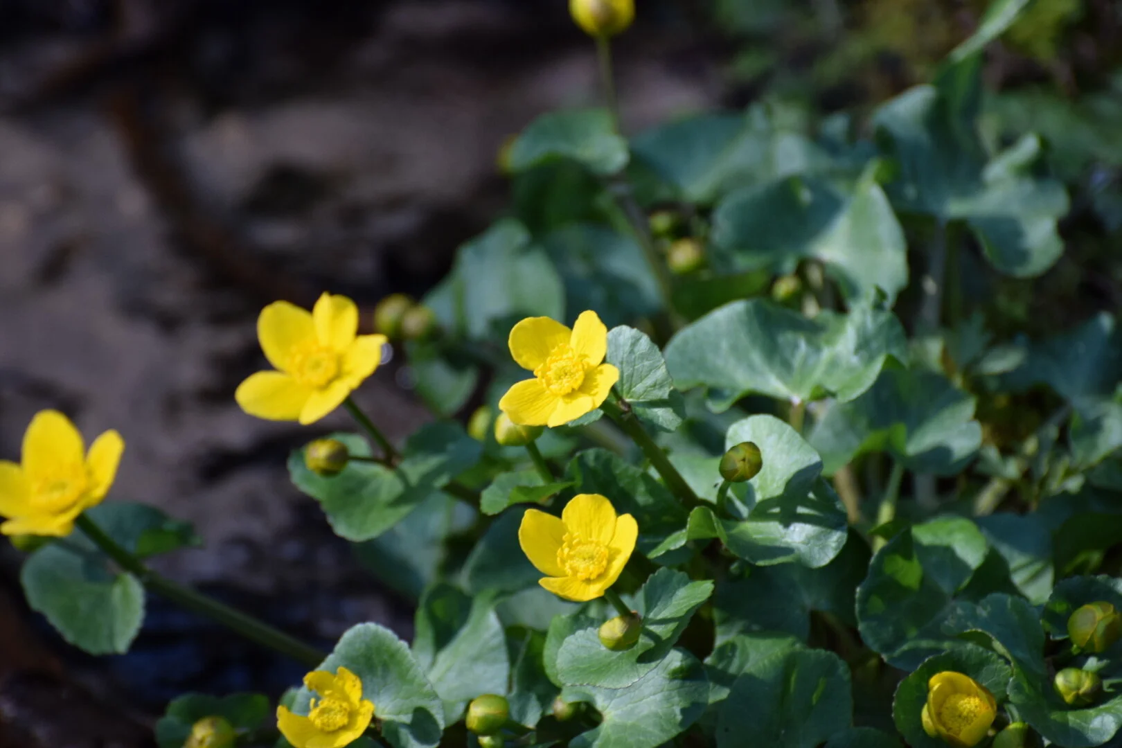 Marsh Marigolds