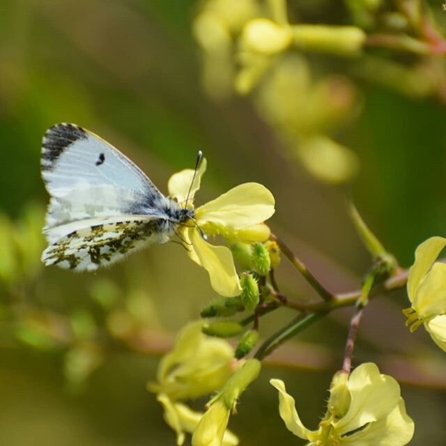 Female orange tip butterfly filling her boots. 💛