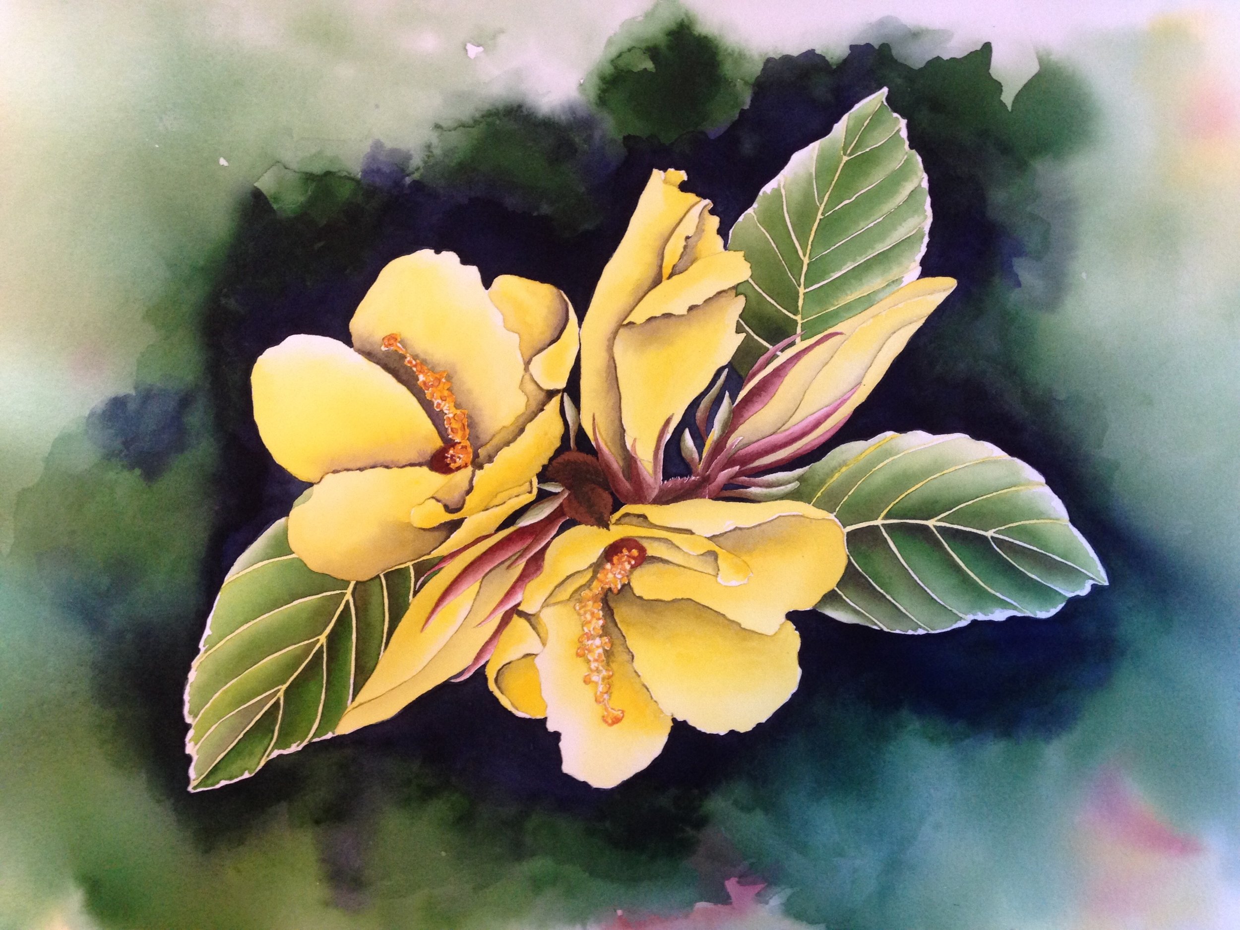 Ma‘o Hau Hele Hibiscus brackenridgei The Ma‘o Hau Hele inhabits dry forest and shrubland and is endemic to all of the main Hawaiian Islands. It has five yellow petals, with a touch of maroon at their base, and a “clustered” yellow s