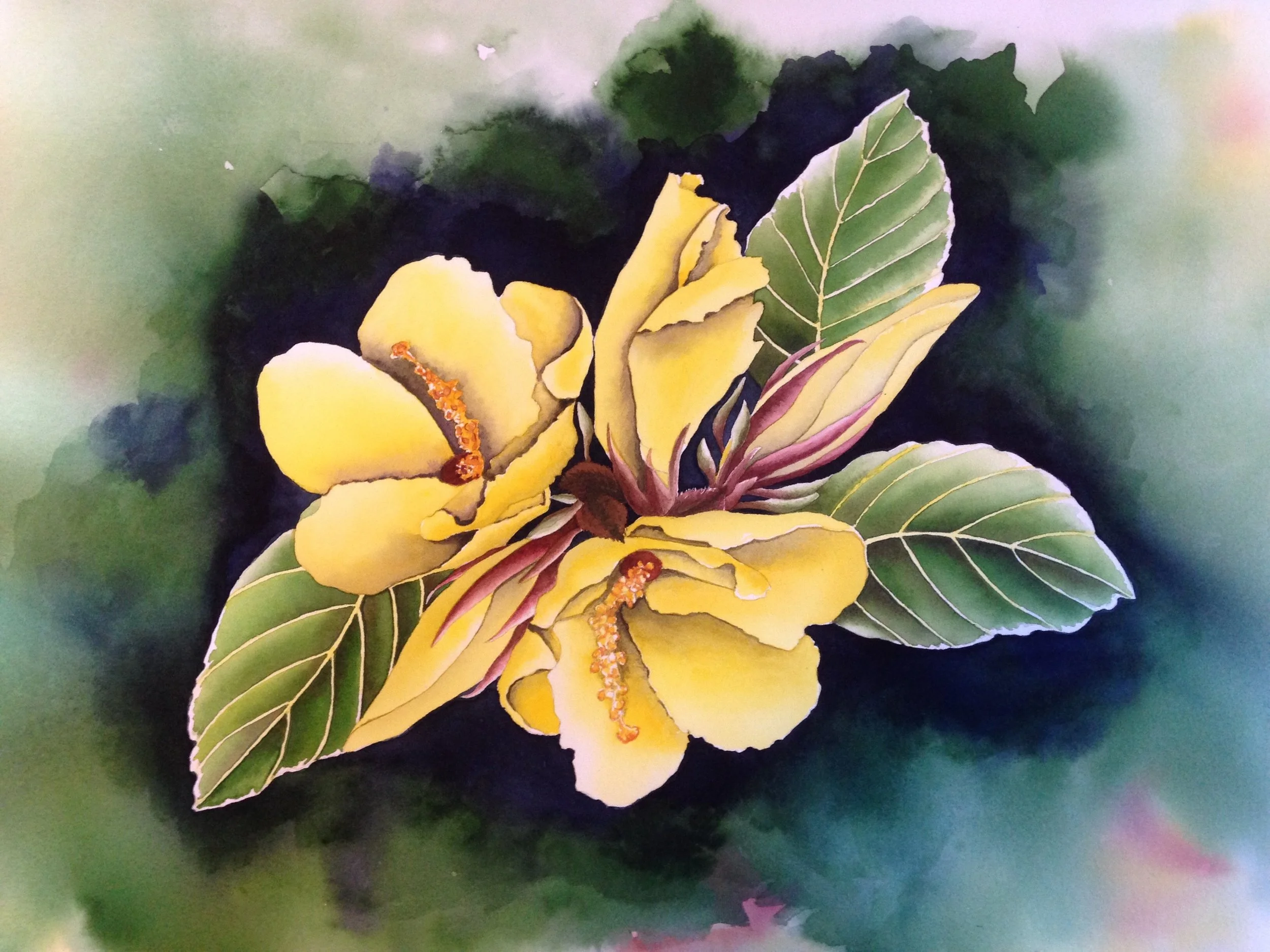 Ma‘o Hau Hele Hibiscus brackenridgei The Ma‘o Hau Hele inhabits dry forest and shrubland and is endemic to all of the main Hawaiian Islands. It has five yellow petals, with a touch of maroon at their base, and a “clustered” yellow stamen. Like many endemic flowers of Hawaii, this hibiscus is endangered due to competition from alien plants, habitat alteration, and introduced mammals and insects. It became officially extinct on Kauai, though conservationists seek to restore it to its natural habitat. 