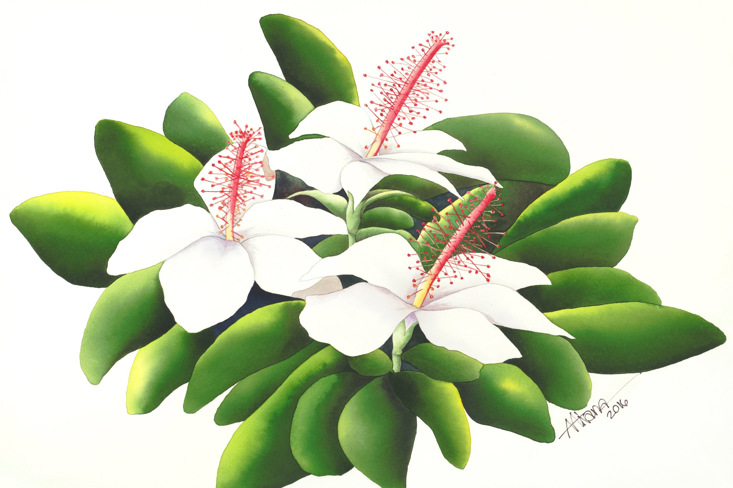 Koki ‘ o Ke ‘ oke ‘ o Hibiscus waimeae This fragrant flower, with its five soft white petals and brilliant red and yellow stamen, is endemic to Kauai, found in its natural environment on the northwestern part of Kauai, including Waimea Canyon.