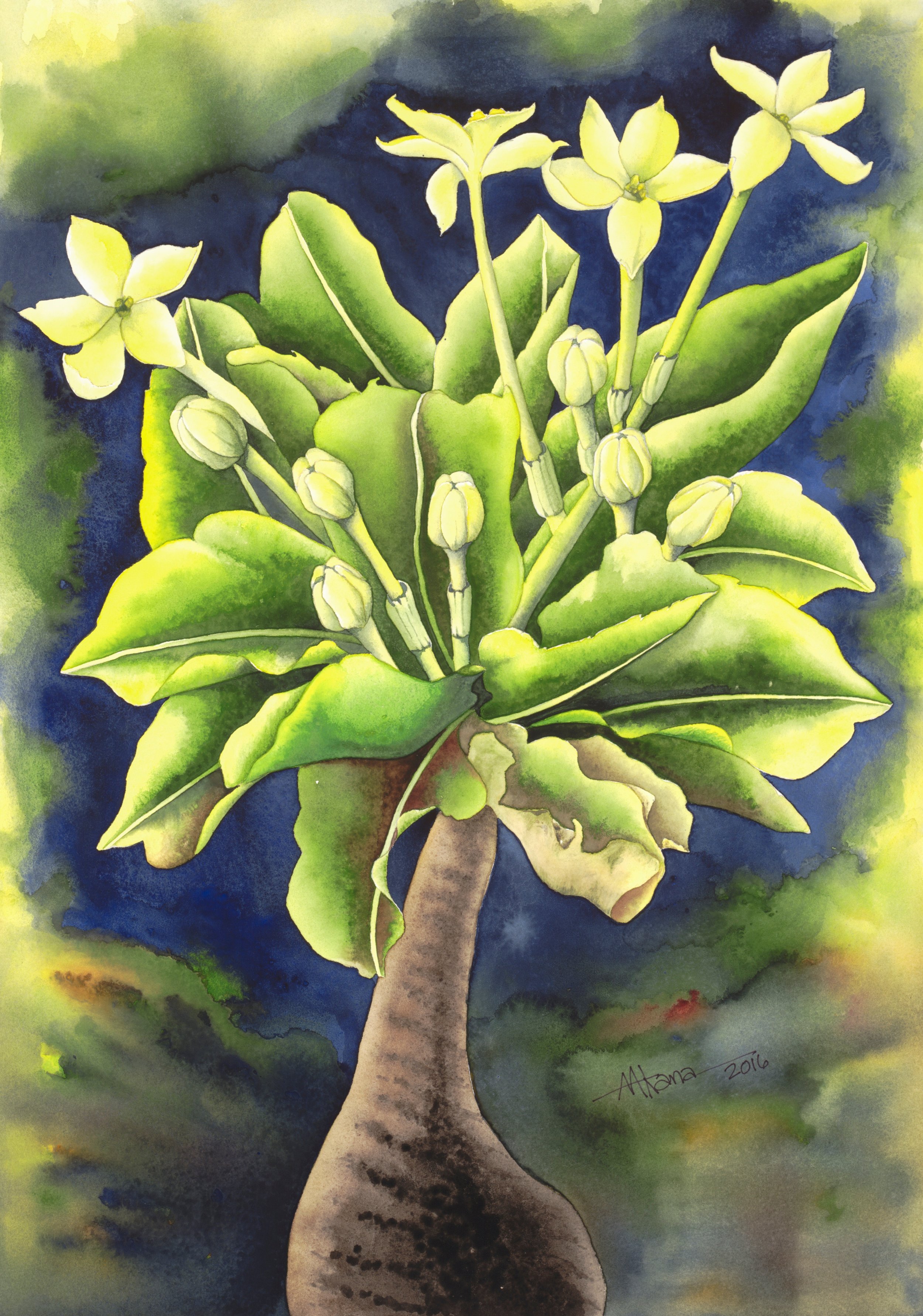   Alula   Brighamia insignis   Alula were once found on the windswept sea cliffs of Niihau and Kauai and are now believed to be extinct in the wild, except for one remaining plant (as of 2016), clinging to the high cliffs of the Na Pali Coast on Kaua