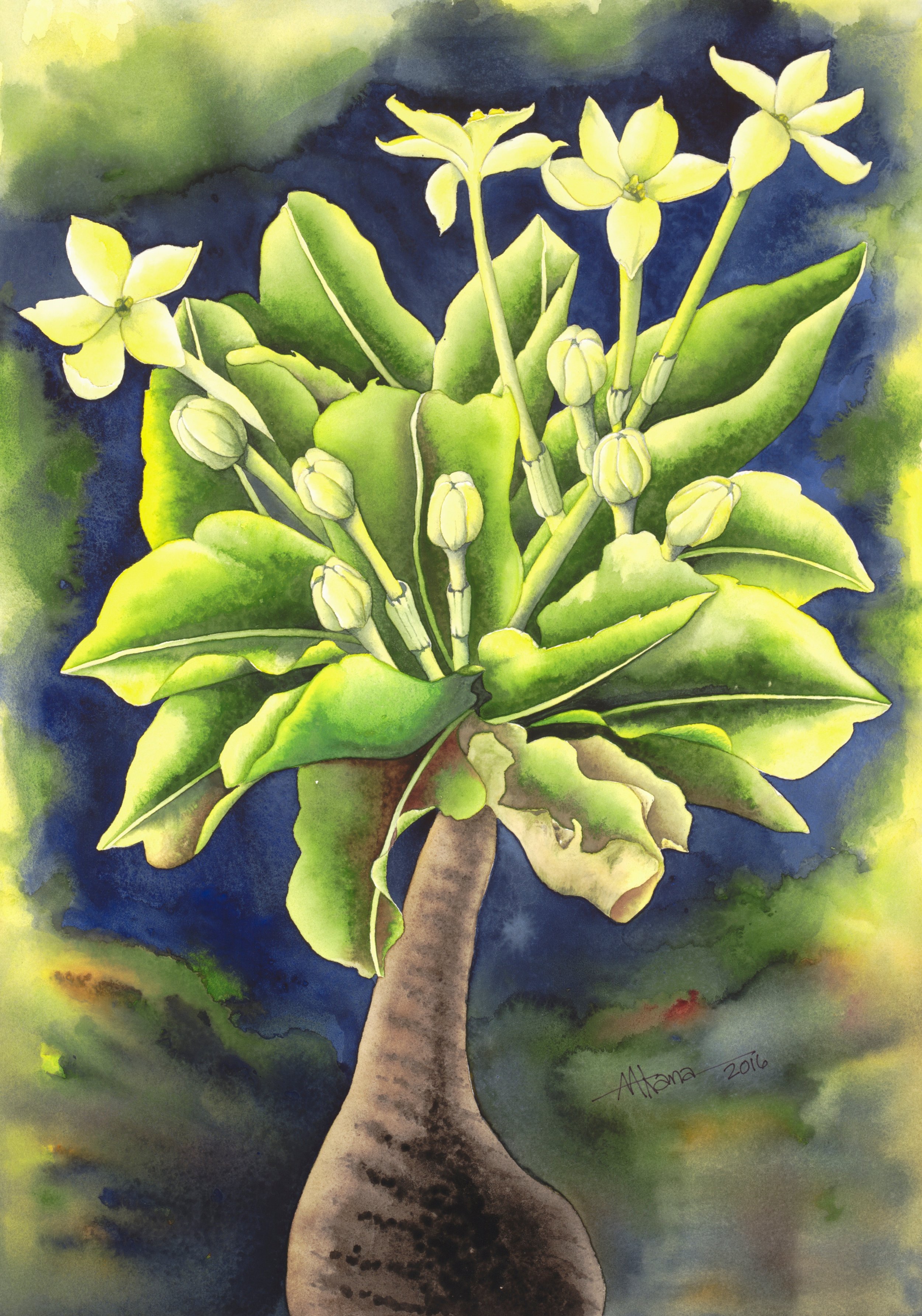 Alula Brighamia insignis Alula were once found on the windswept sea cliffs of Niihau and Kauai and are now believed to be extinct in the wild, except for one remaining plant (as of 2016), clinging to the high cliffs of the Na Pali Coast on Kaua