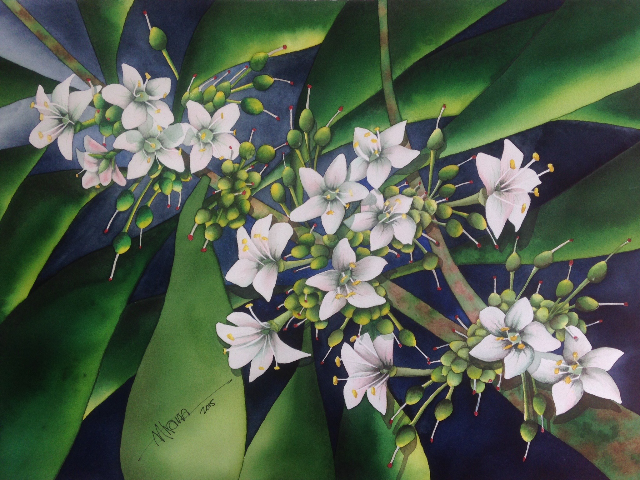 Naio Myoporum sandwicense Although there are other varieties of Myoporum found throughout the Pacific Basin, the naio is the only species that is indigenous to Hawaii and is only found there and in the Cook Islands. It became known as “basta
