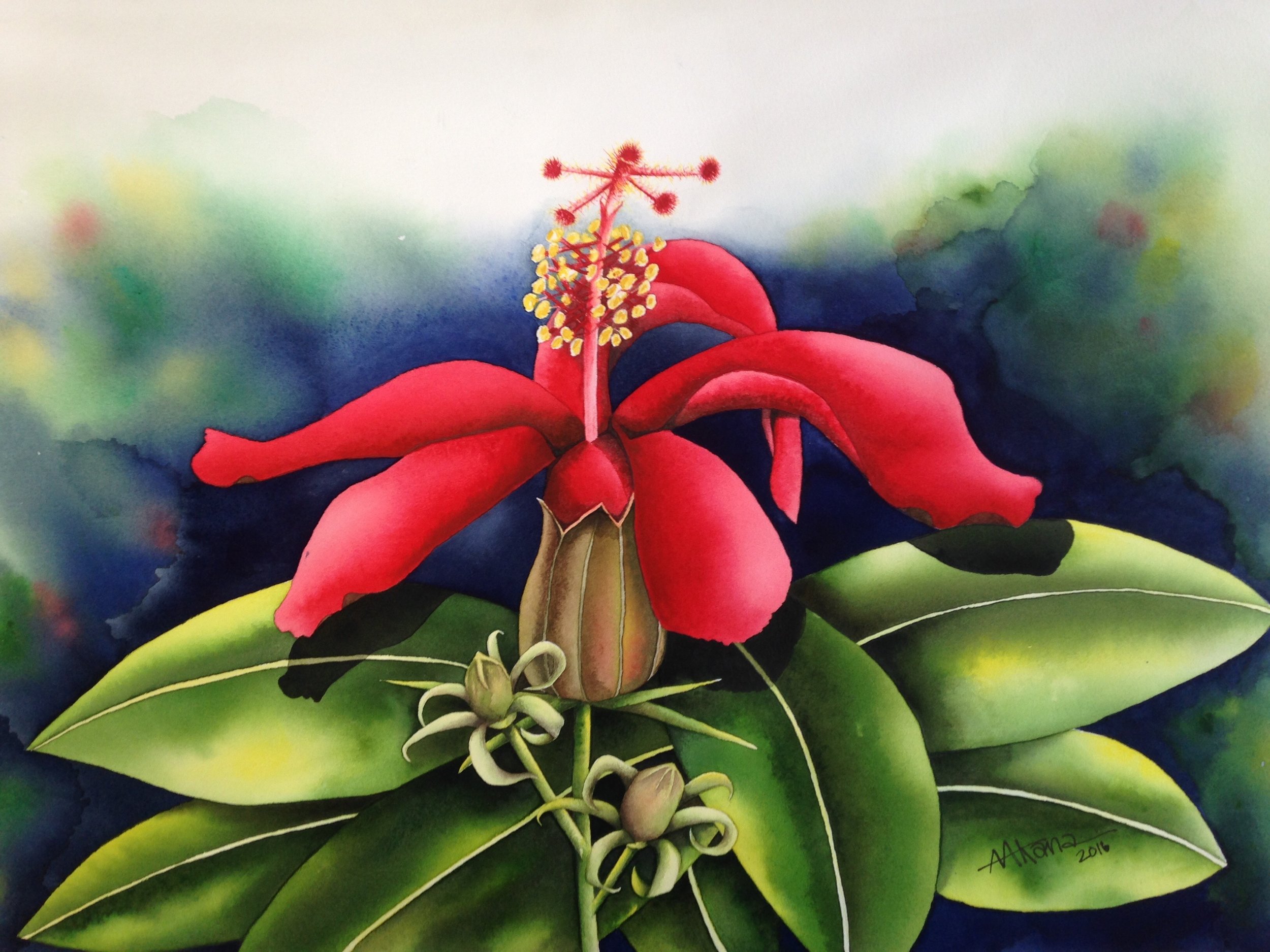Koki‘o ‘Ula Hibiscus clayi Translated "red hibiscus" in the Hawaiian language, this striking flower has deep red, downward-curved petals, which are delicate and thin. Like many endemic flowers of Hawaii, this hibiscus has been endangered for