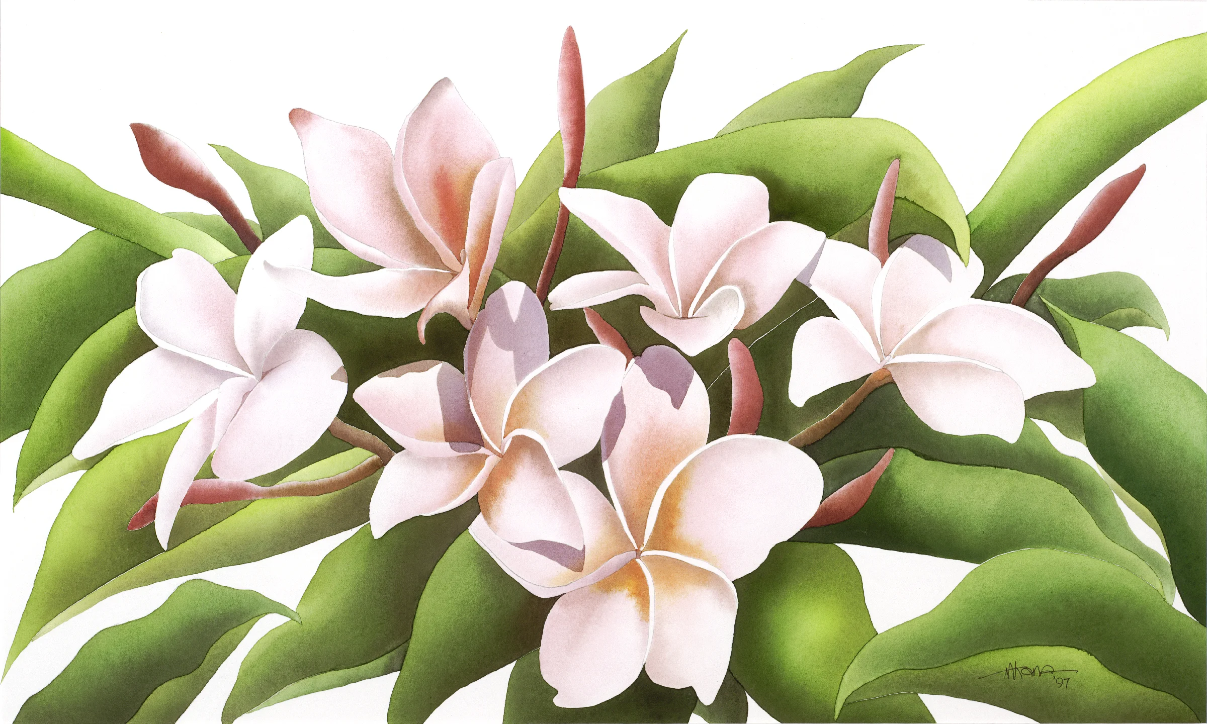 Plumeria_Sweet Smell of Plumeria.jpg