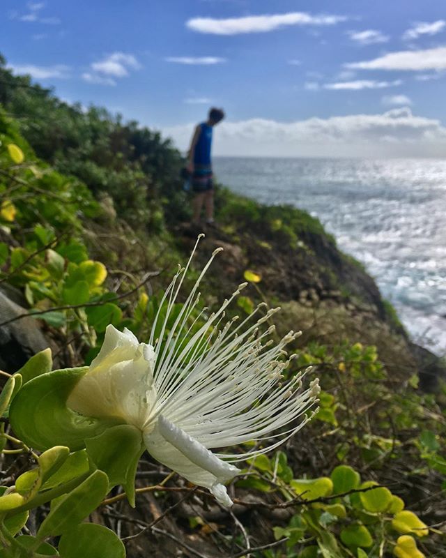 The new year started out with a morning hike to Maha`ulepu with Palani. There were night blooming maiapilo with blossoms still open...and whales breaching! A great way to usher in 2019! 🥳