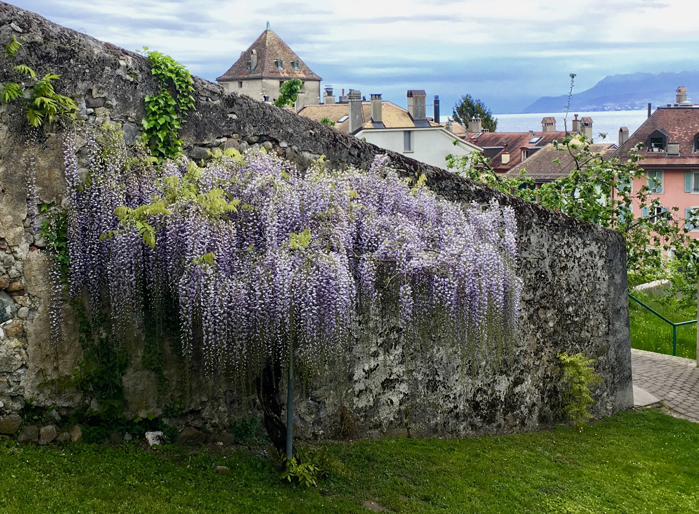 A stunning wisteria in the charming village of Nyon, Switzerland, on the northern shore of Lake Geneva.