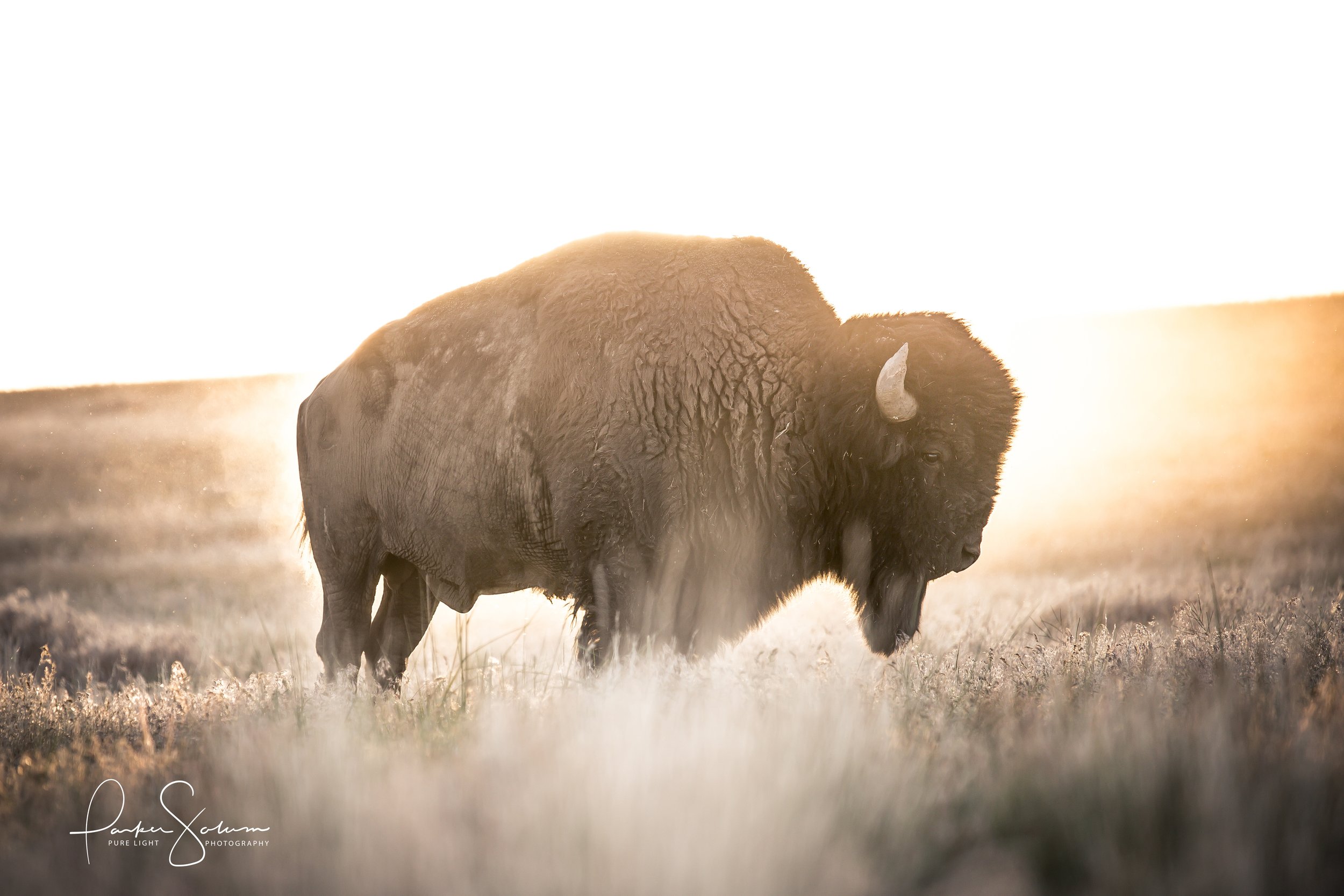 A Buffalo Summer.jpg