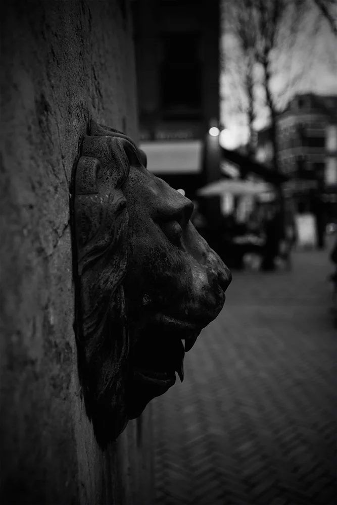 lion.jpg