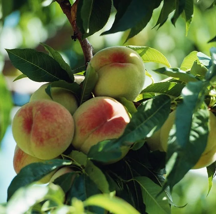 Newsletter #8 - Summer Harvest