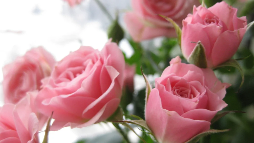 Newsletter #11 - Laetare Sunday
