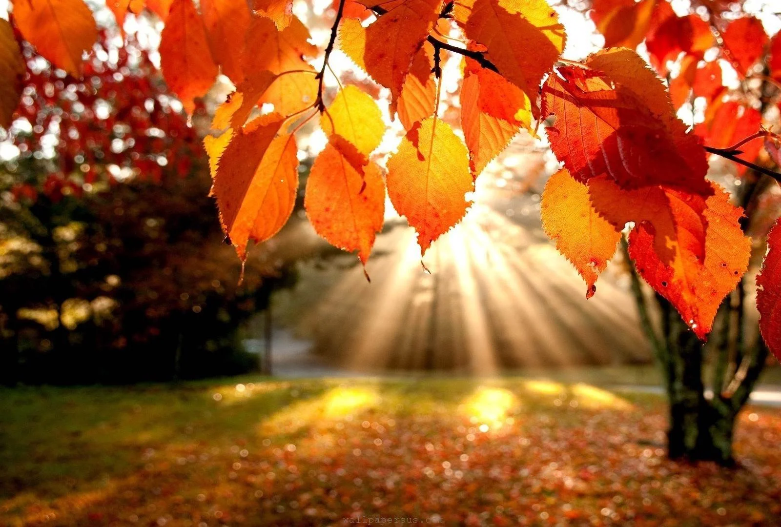 Newsletter #13 - Autumn of 2017
