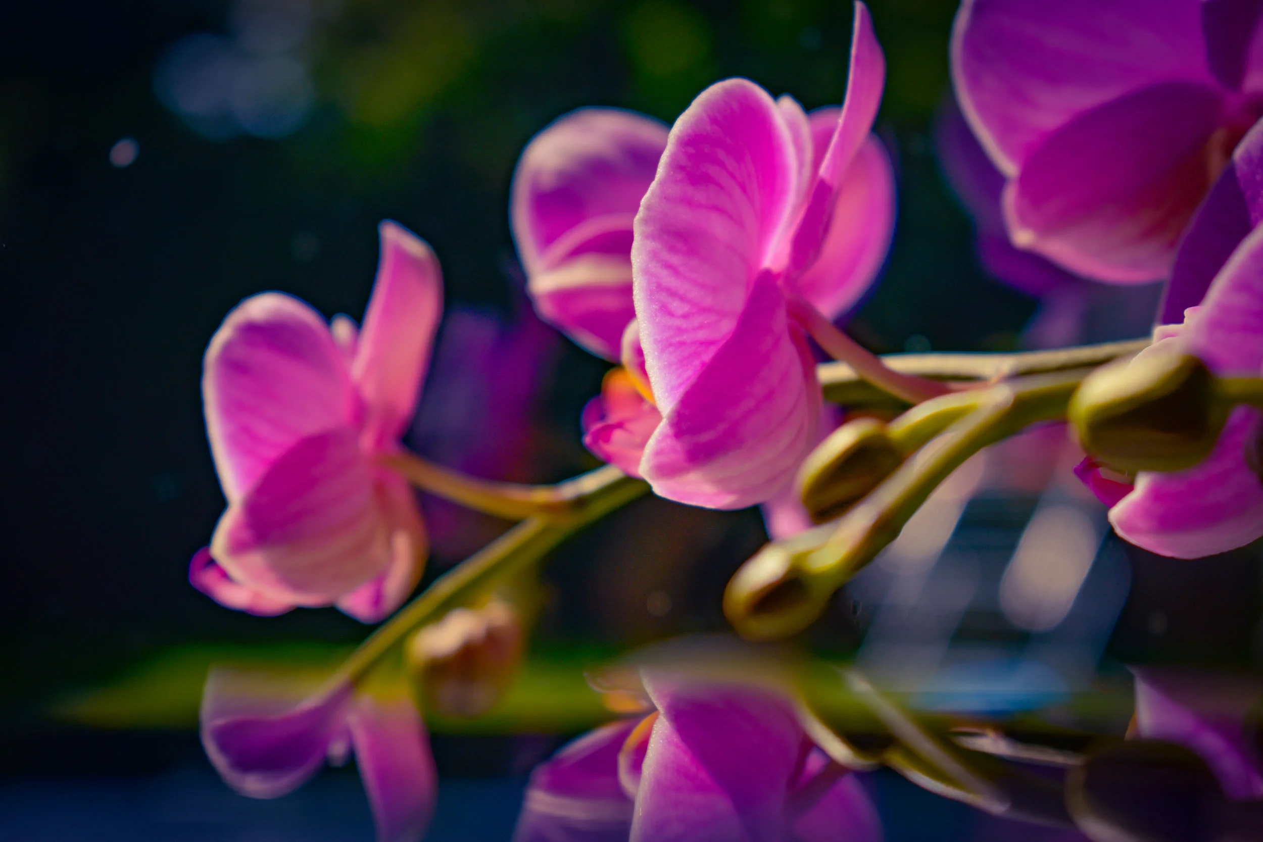 Newsletter #20 - August Events