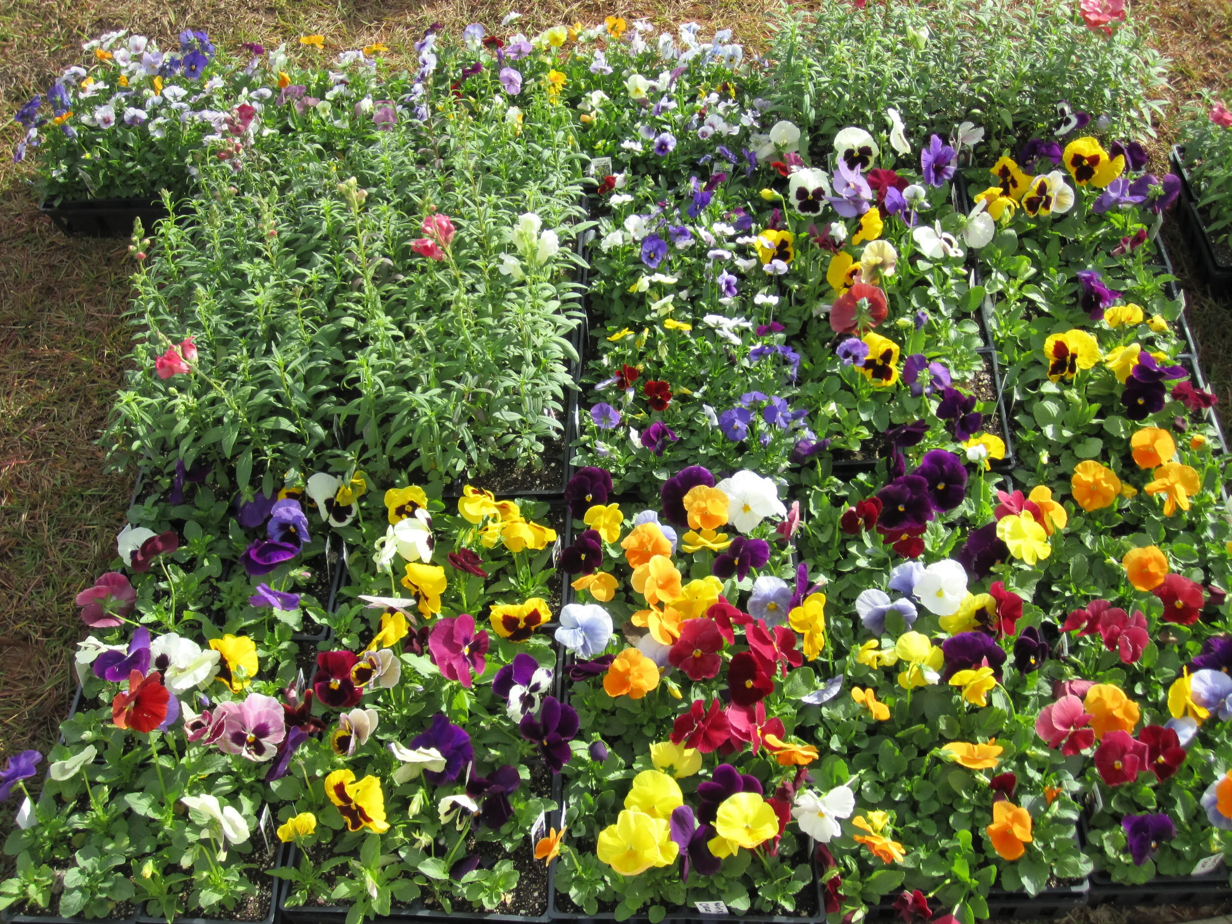 Pansy Sale - October 5th -15th