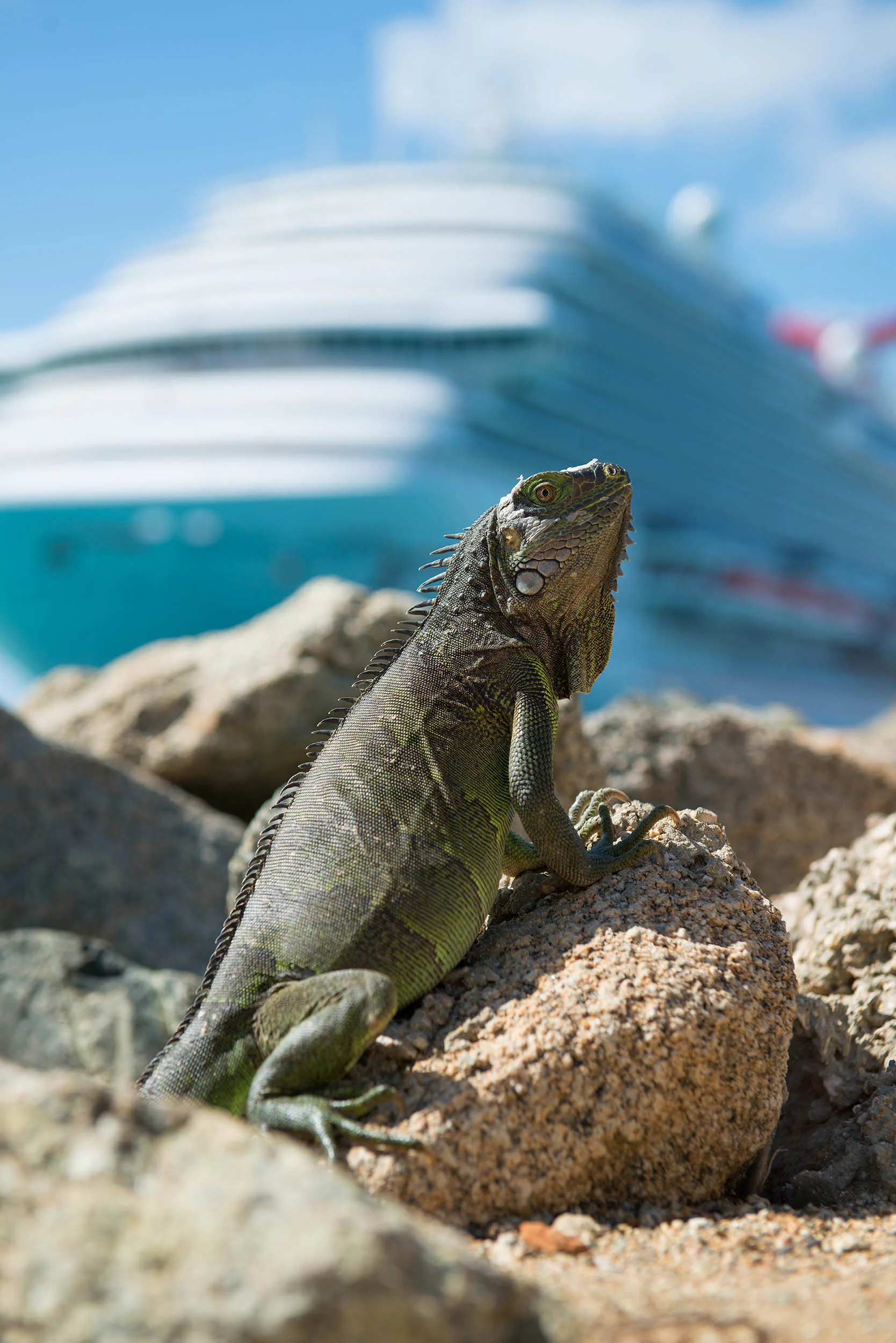 Iguana.jpg