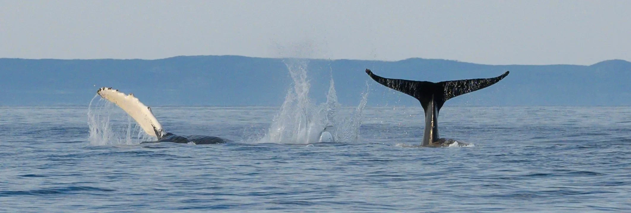 Humpbacks