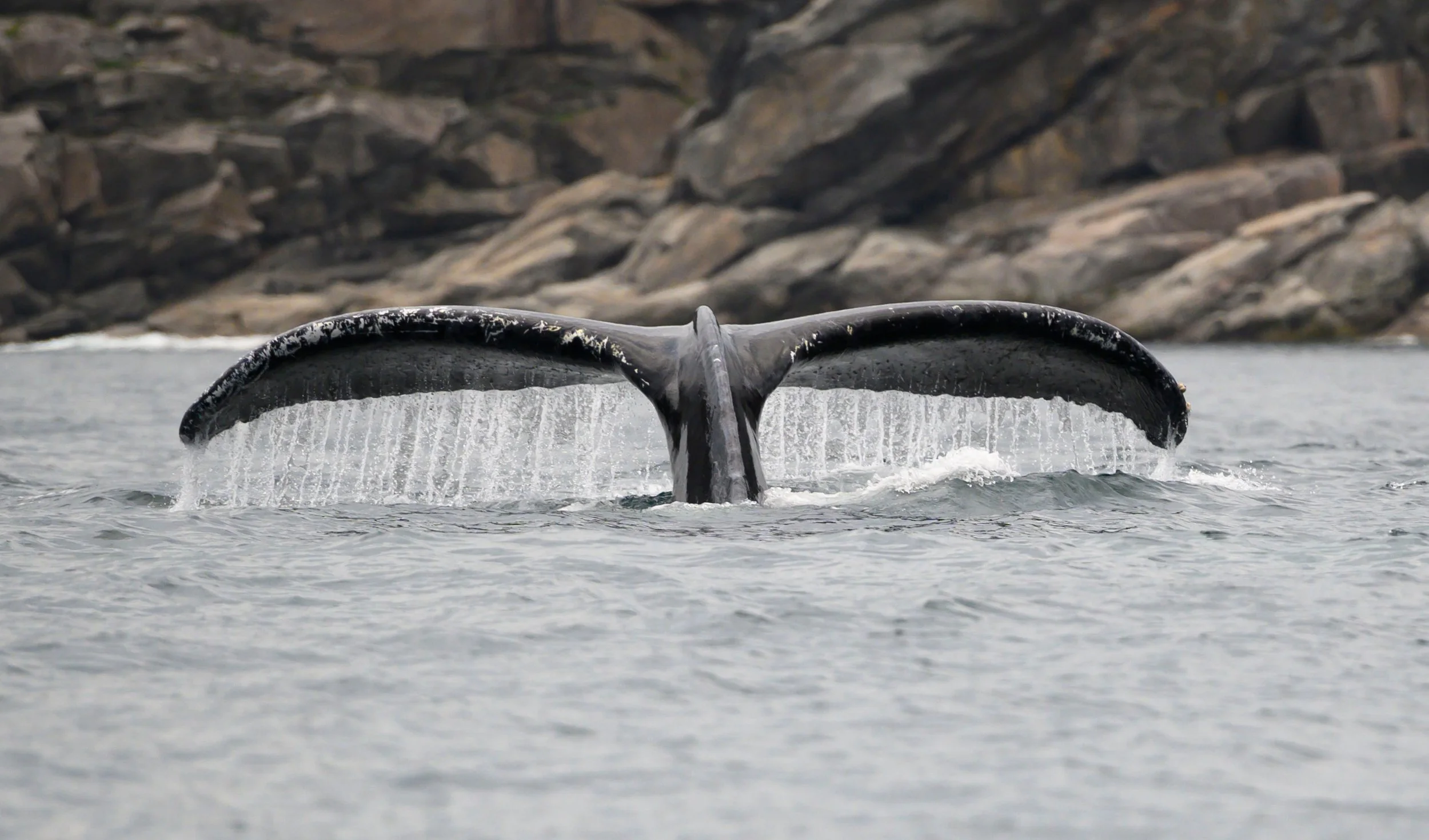Humpback Pacquet