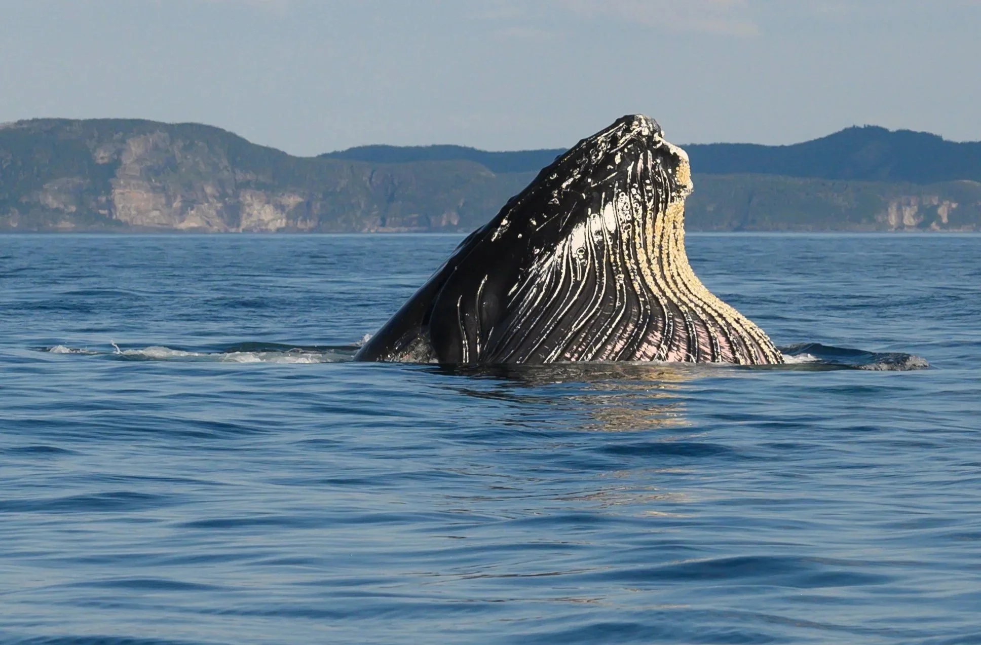 Humpback Head
