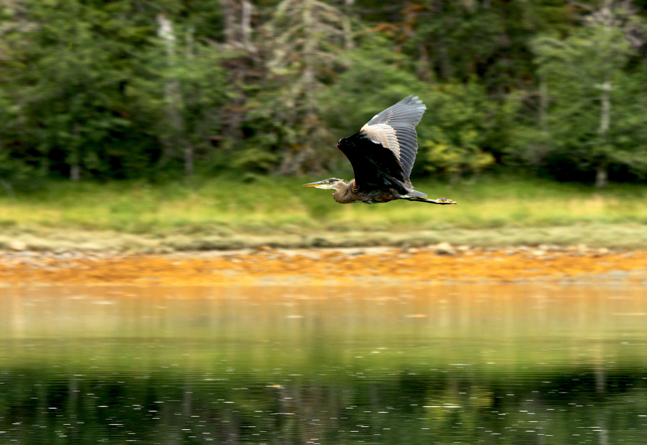 Heron taking flight