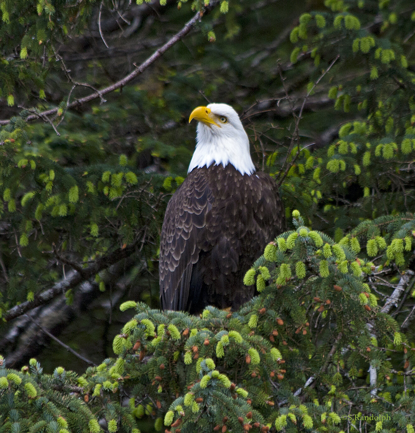 Eagle in the spruce