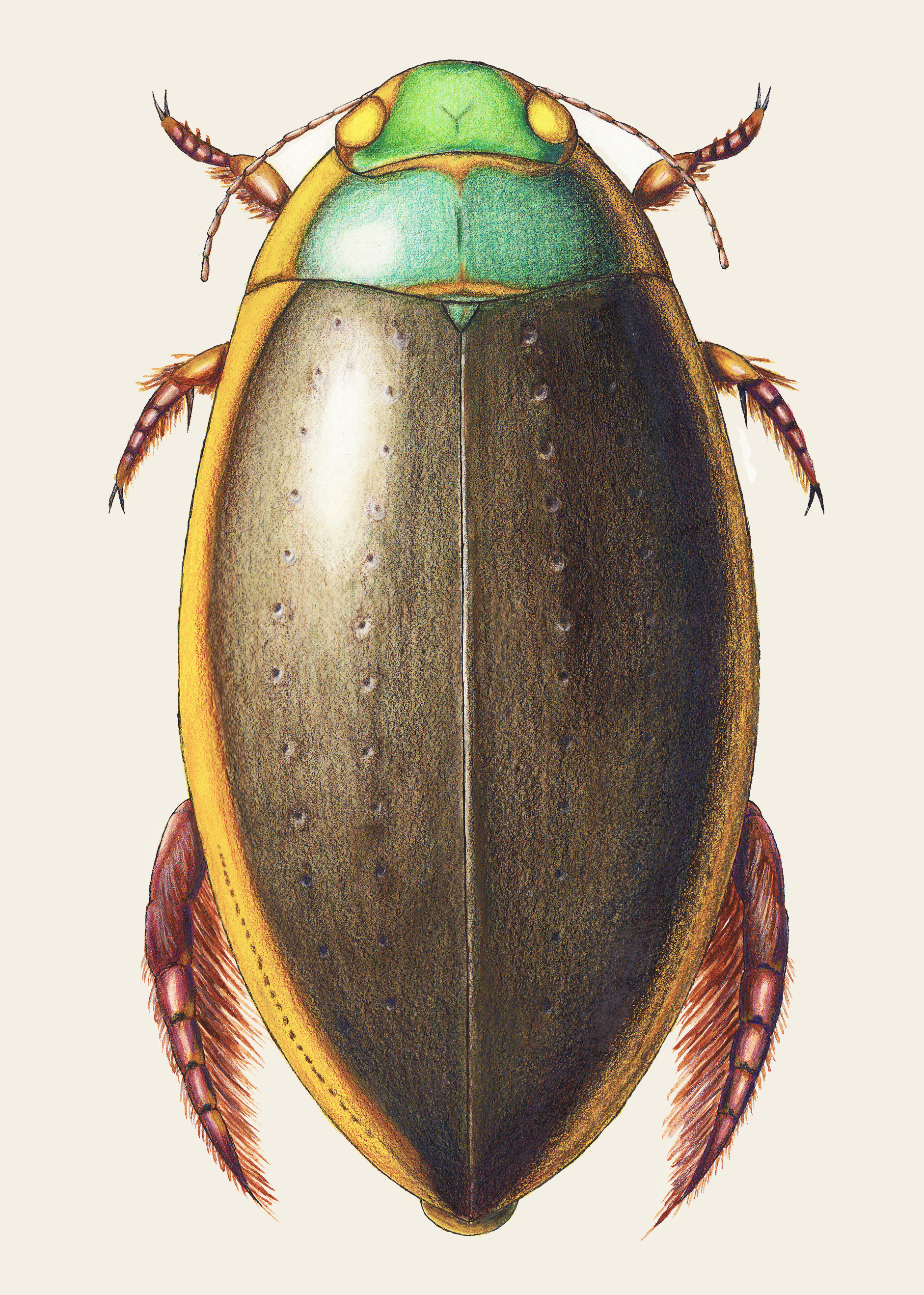 Giant Diving Beetle