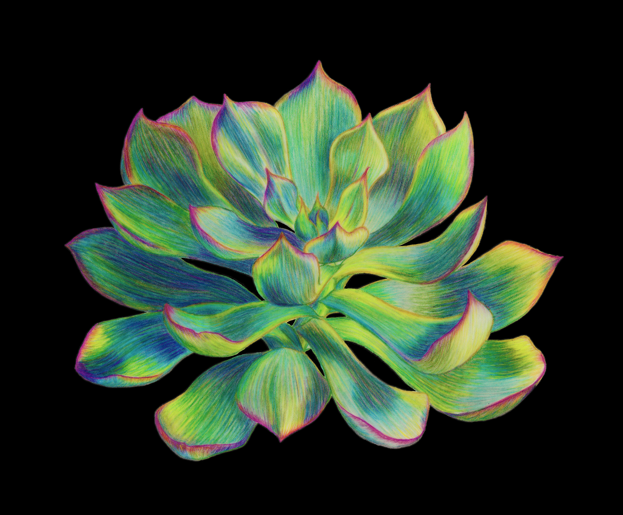 Succulent Flower