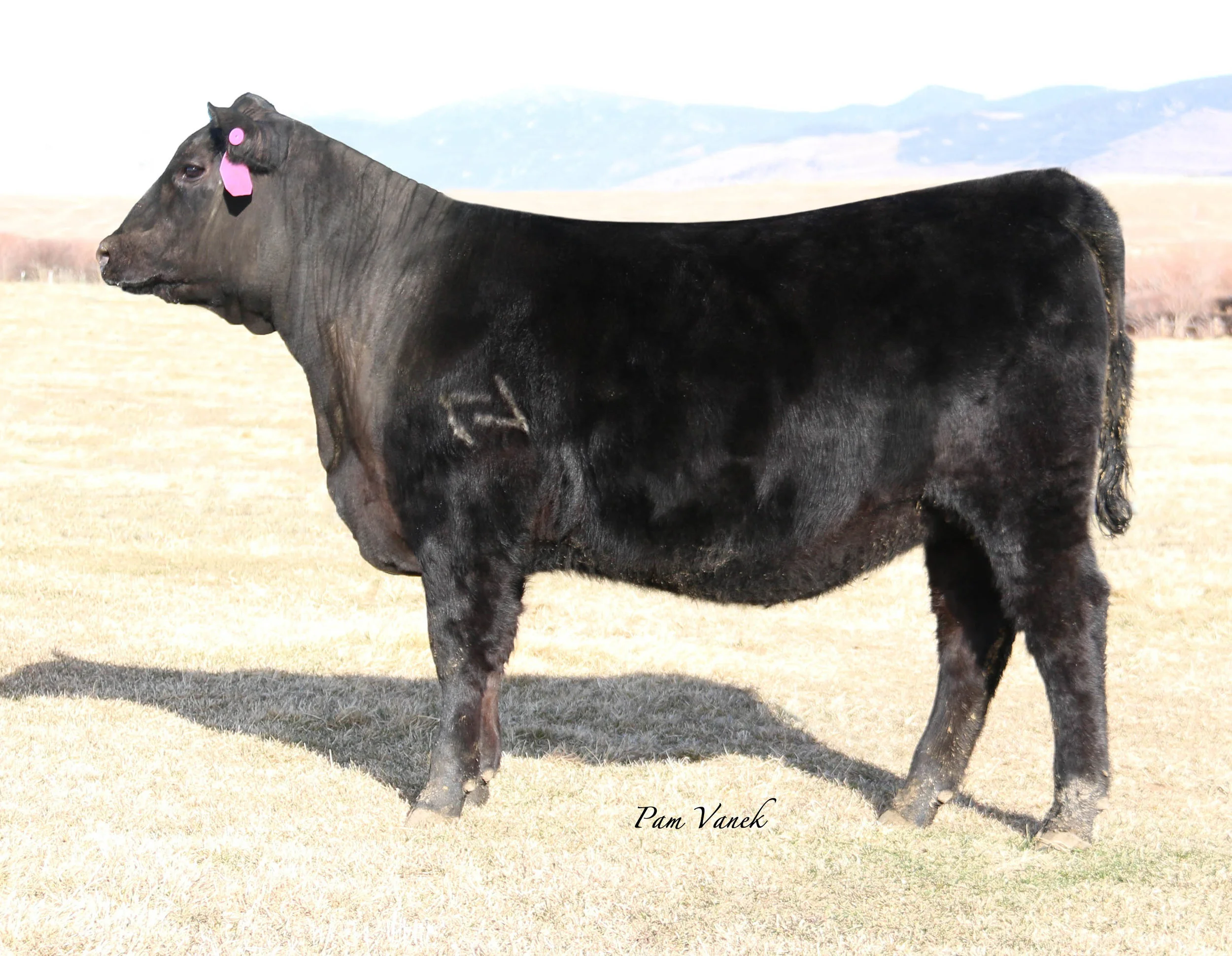 SD Lady 185-7175.jpg