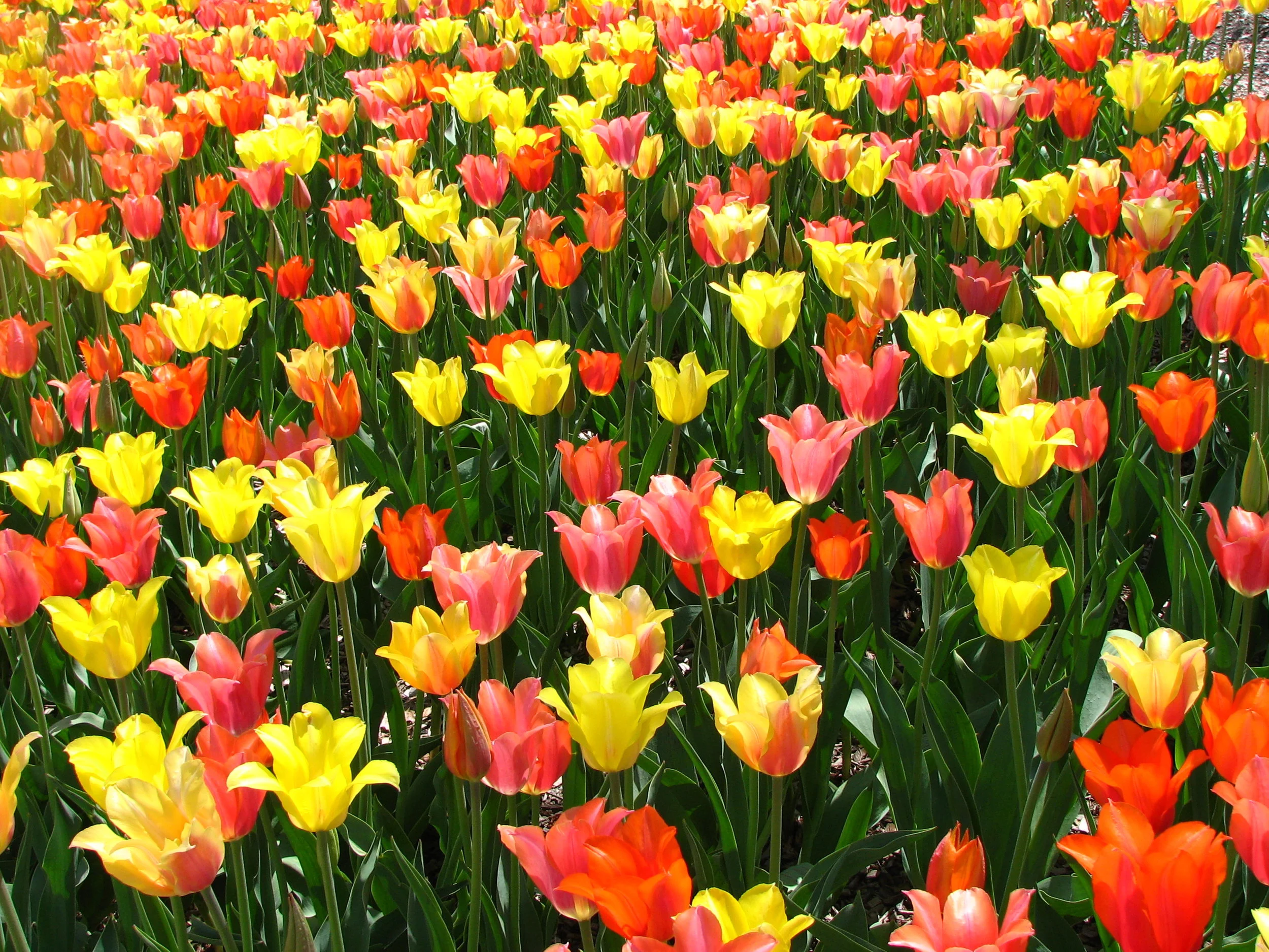 18. Chicago Tulips IMG_4310.JPG
