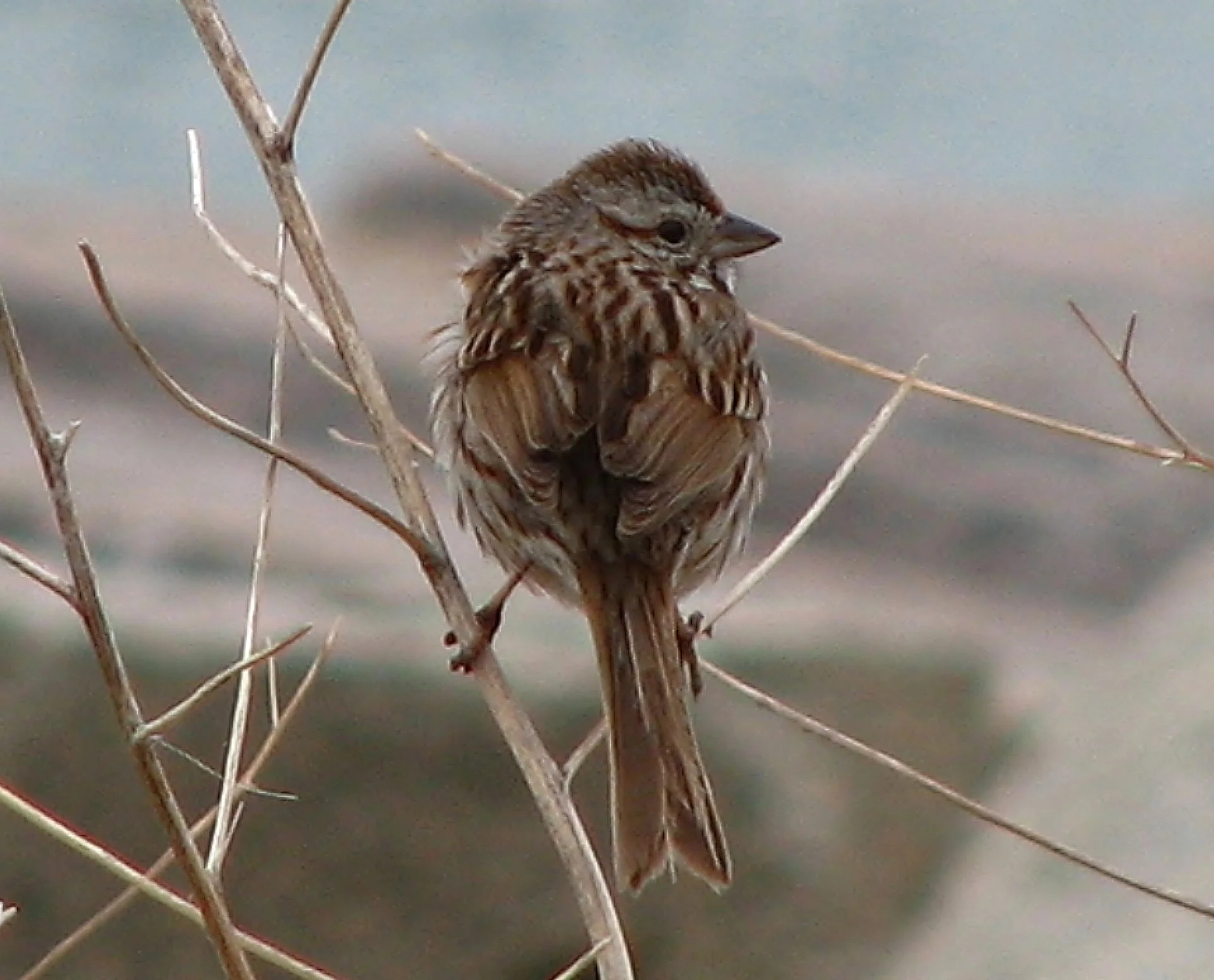 37. Sparrow IMG_6889.JPG