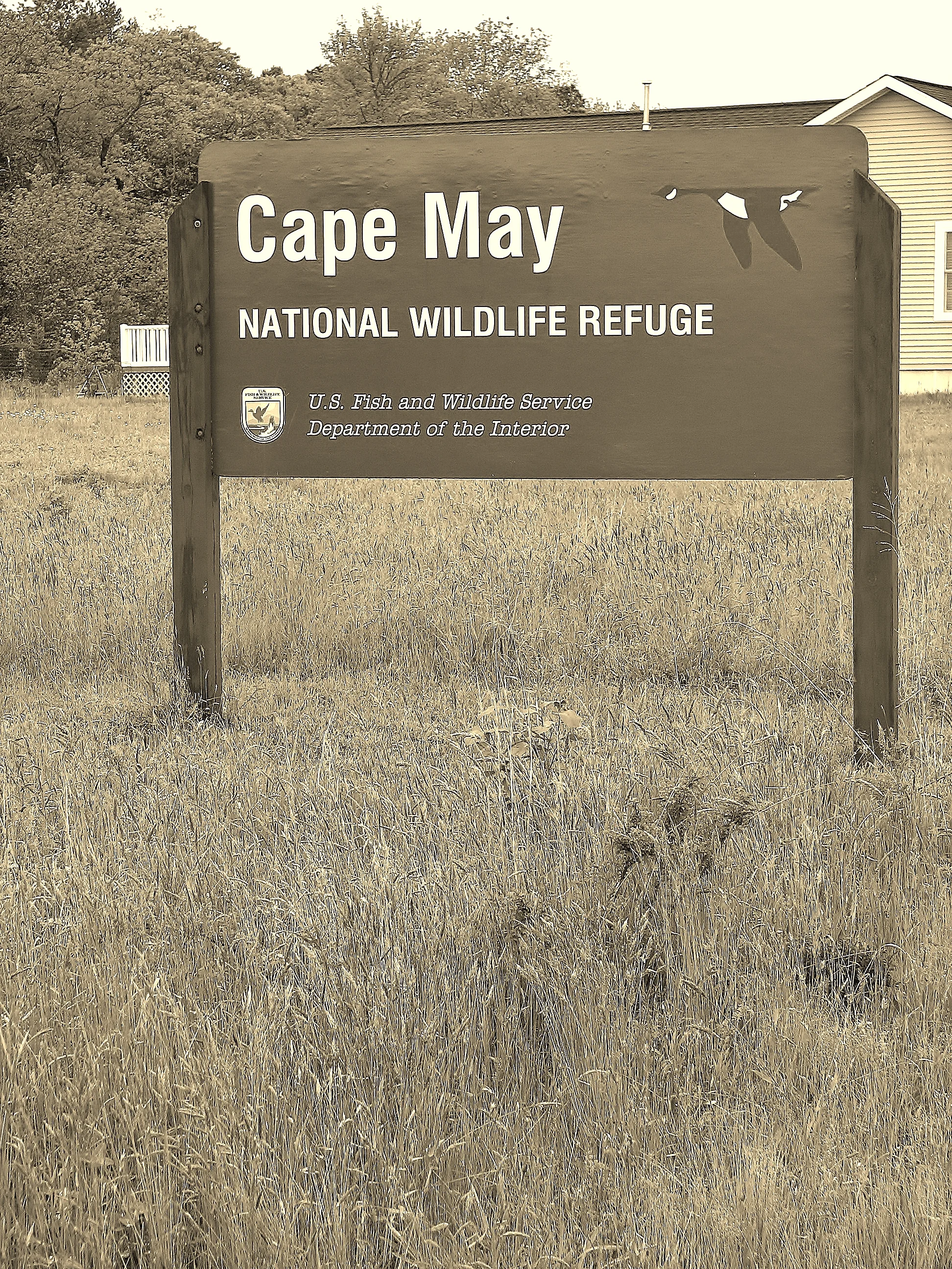 38. Cape May IMG_6980.JPG