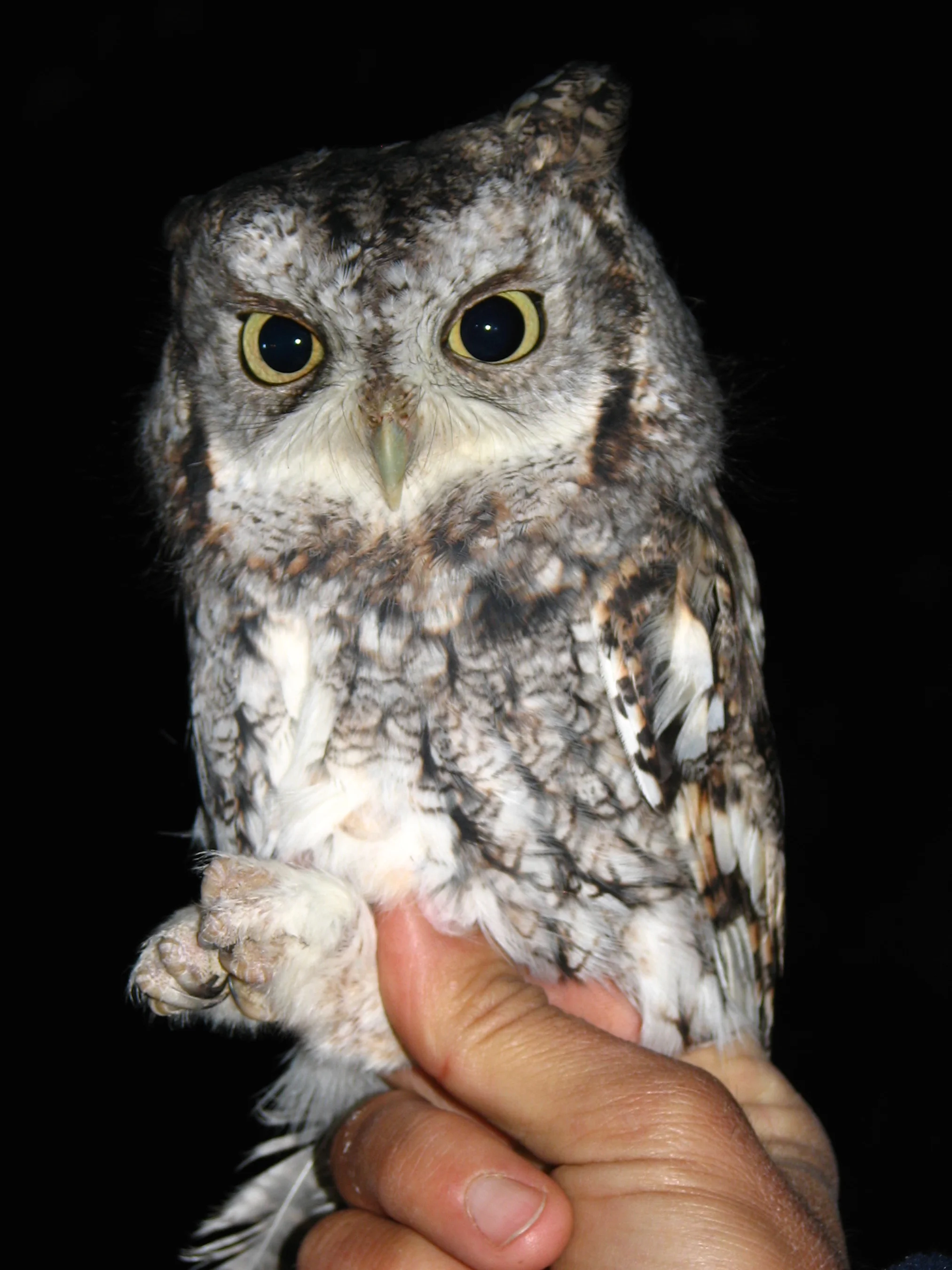 54. Owl Banding IMG_8940.JPG