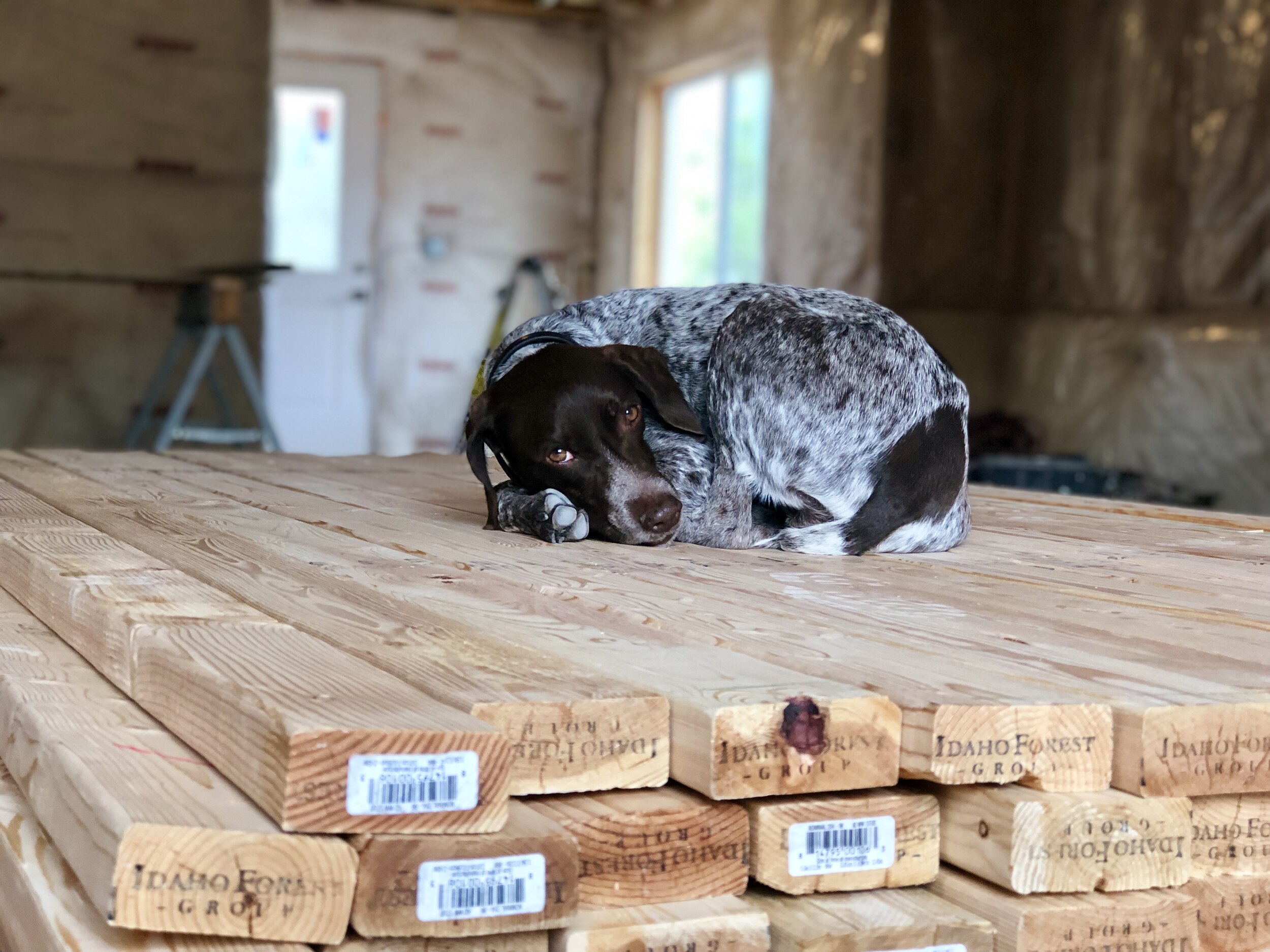  She comes to the job with me if the job site favors it.  