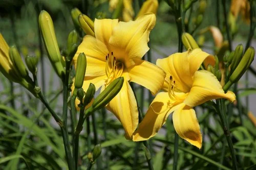 rsz_golm_daylillies_dsc08429.jpg