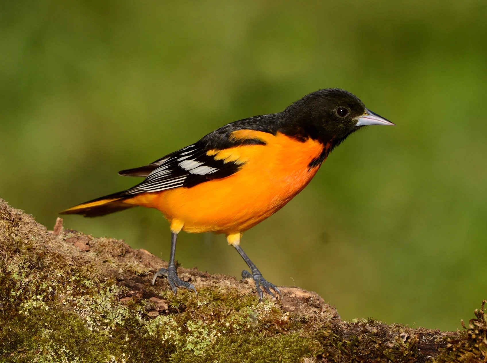 SavingBirds3.jpg