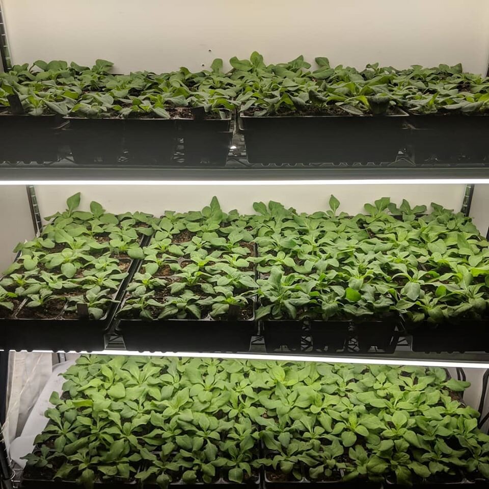 Petunias under grow lights. In my class with him, Joseph taught us to create unique petunias.