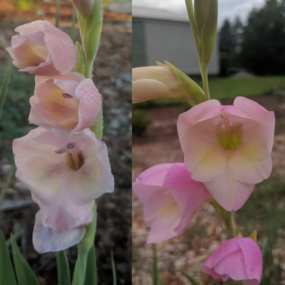 Two hybrids with Gladiolus papilio that Joseph bred. His hope is that they prove fertile and that he can accentuate the bell-shape a pattern in the next generation.