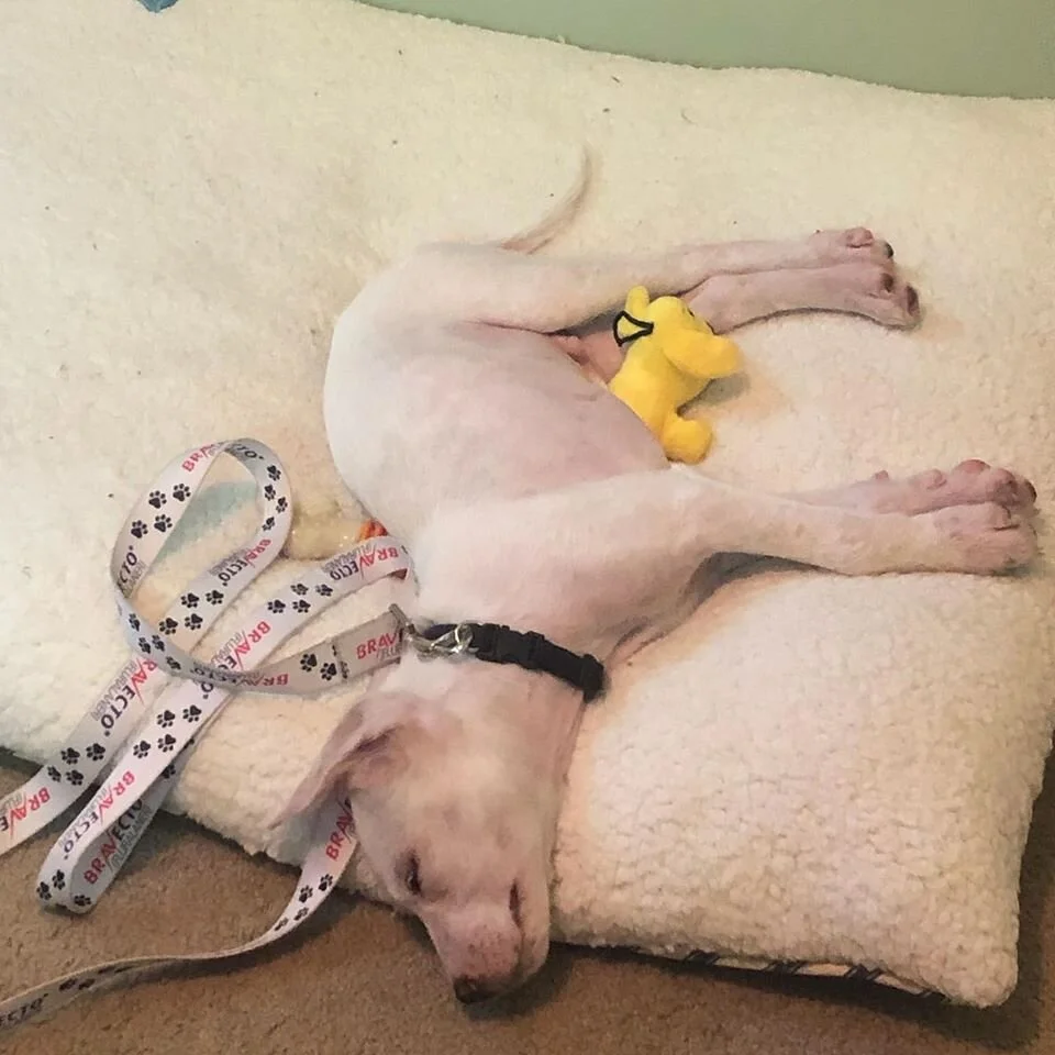 An exhausting day in the garden?