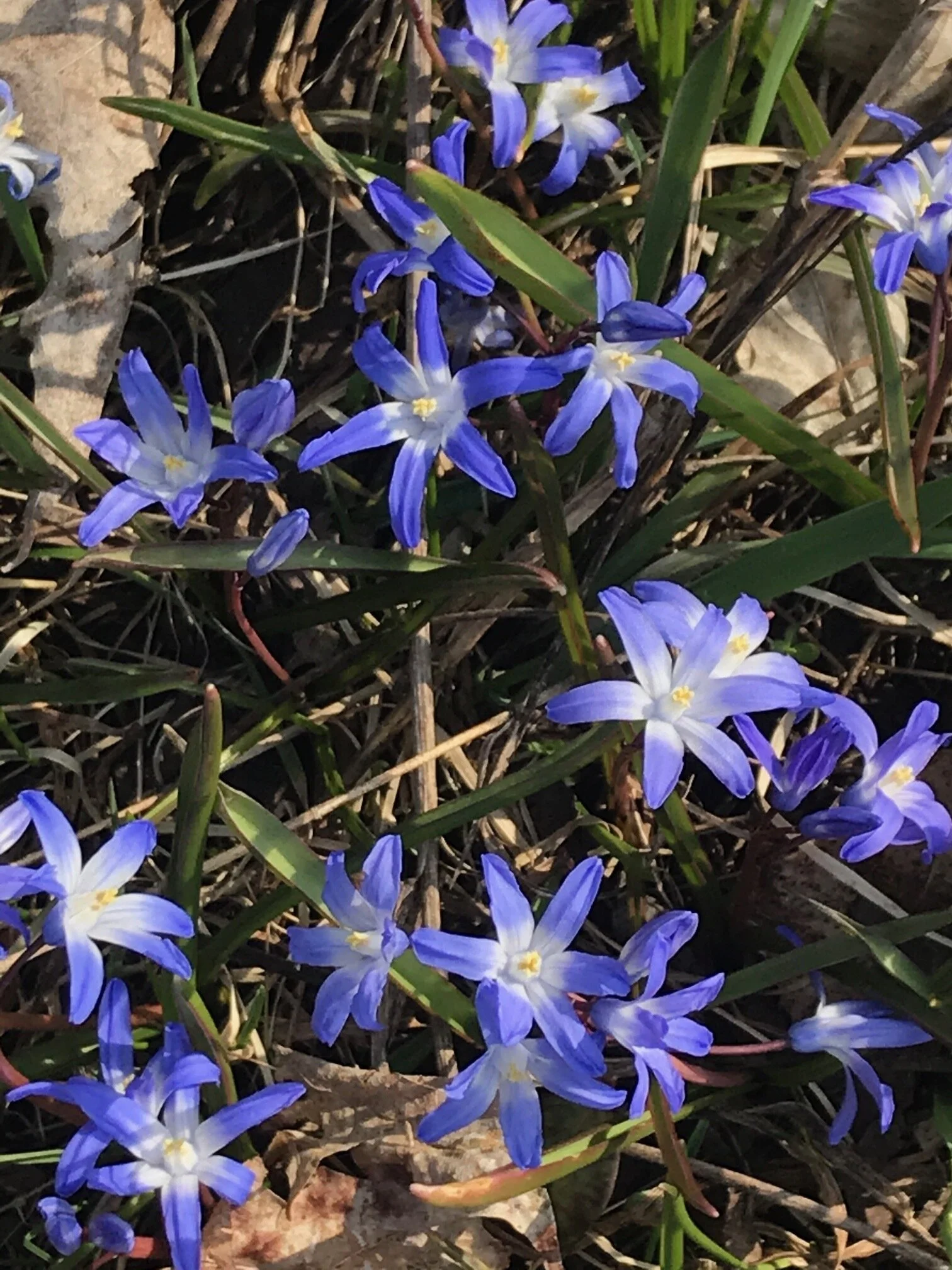 Earliest Color in the Garden — Gardening Life News