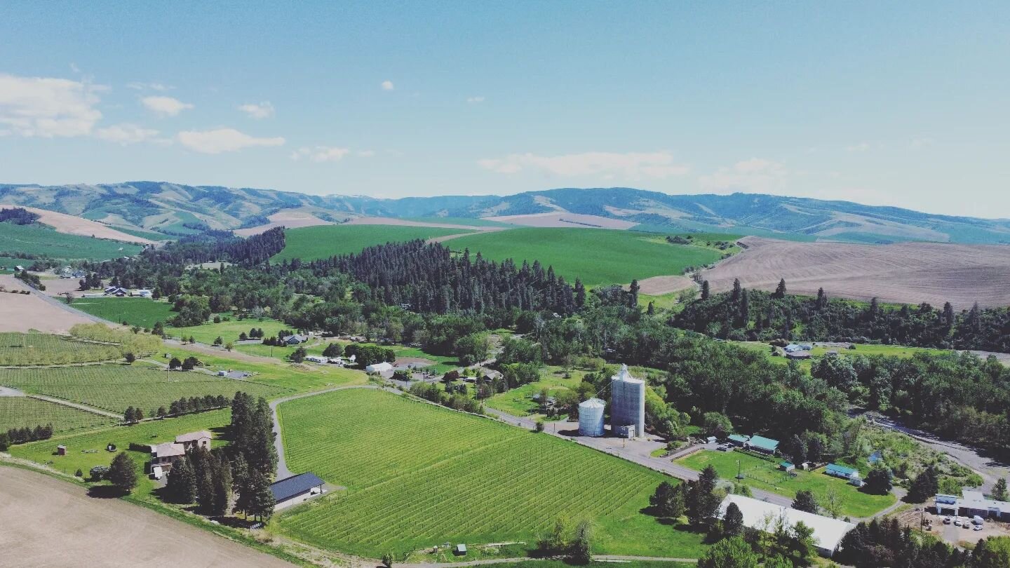 The hues of green are something you need to see in person! A perfect touring day if we've ever seen one

#wallawalla 
#wallawheat
#wawine
#wallawalla 
#winetasting
#teslawinerytours