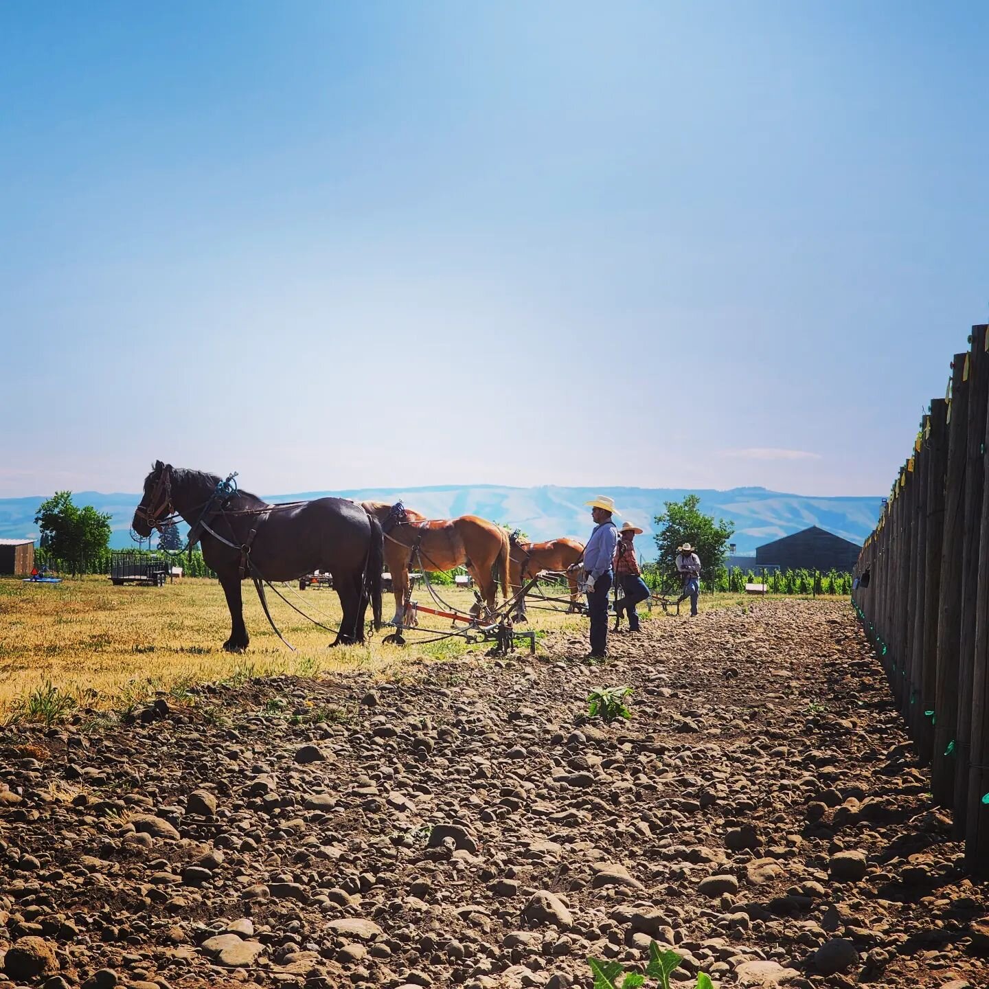 A beautiful scene of the Walla Walla Valley. A hallmark of Horsepower Vineyard, these Percherons plow the tough soils of the Rocks District

#cayusevineyards 
#therocksdistrict 
#horsepower
#horsepowersyrah 
#wallawalla
#wawine
#teslawinerytours