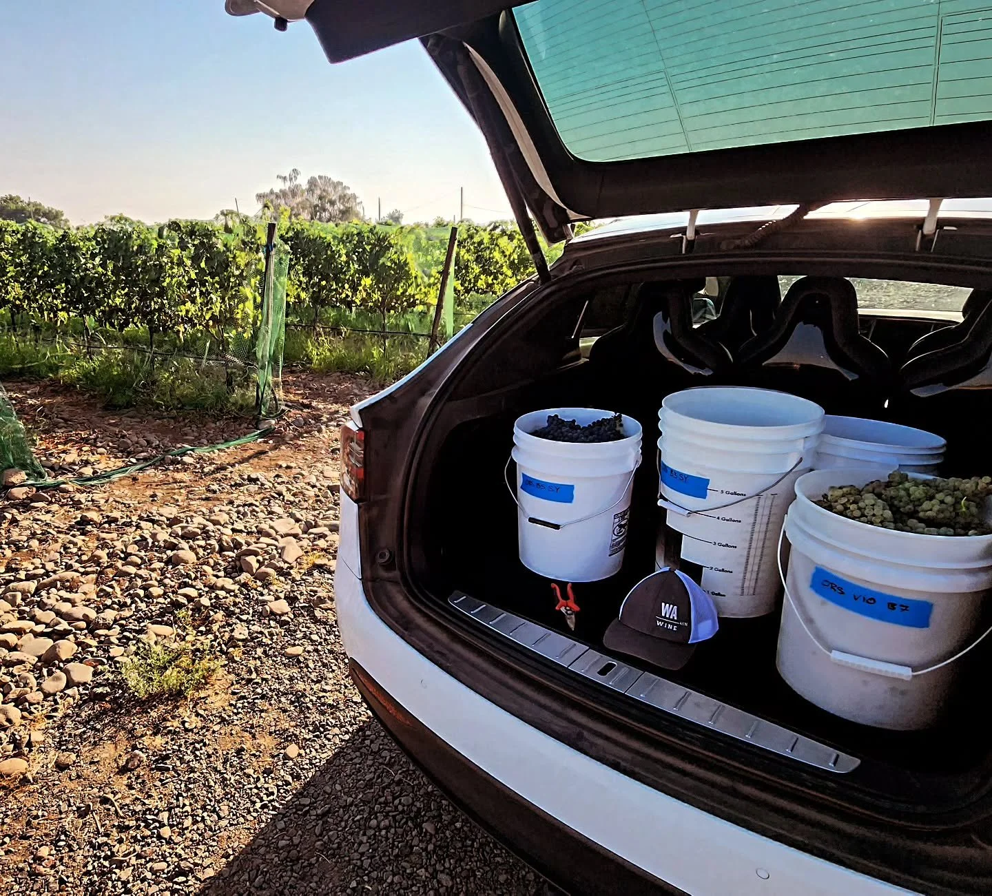 Harvest 2025 is upon us! Closely watching brix levels as we determine exactly when to pick our world-class fruit. So far, so good!

#wawine
#vineyardviews 
#pnwfarming
#wallawalla 
#harvestseason 
#teslawinerytours