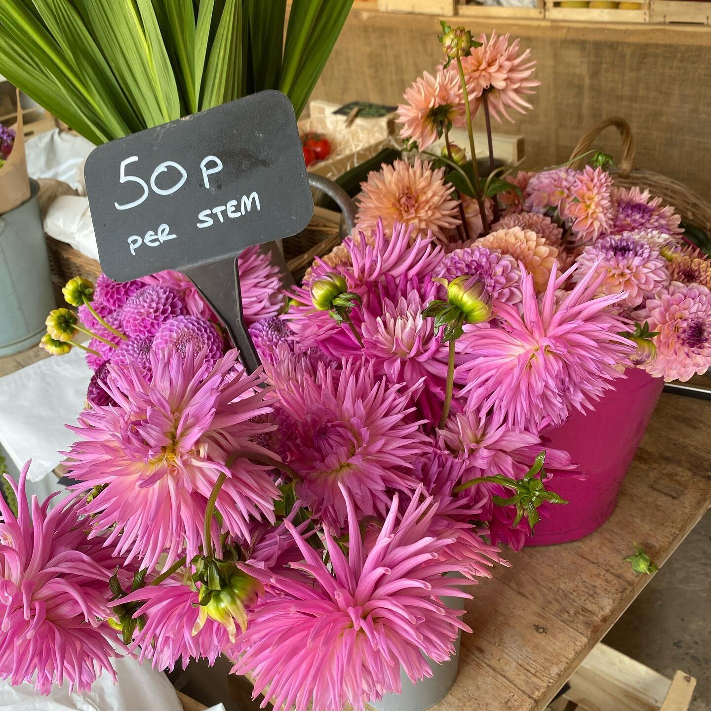 While most of the action is in the fridge today ( Bosley Salad and Agretti) Strawberries, Raspberries, organic milk and cheese ( @nettlebedcheese ) 

We have DAHLIAS! 
50 p a stem loose in buckets. 
Come and enjoy them!!

#dahlia #dahliasofinstagram 