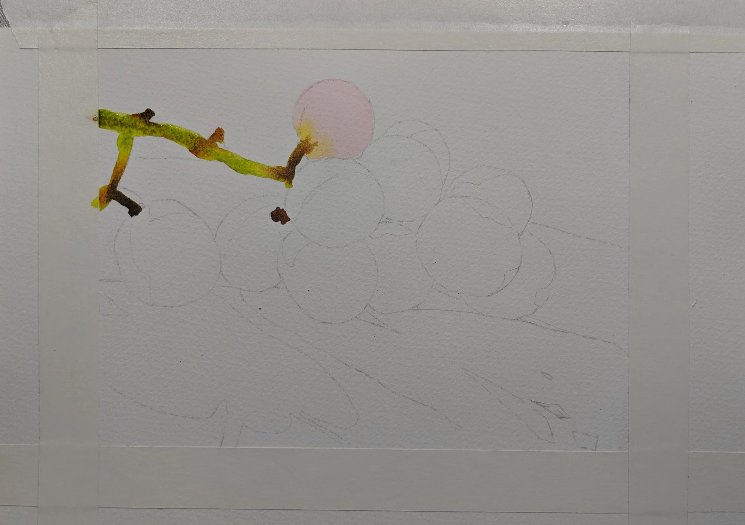 Begin painting the elements such as stems and grapes. We will paint the background and shadows last.