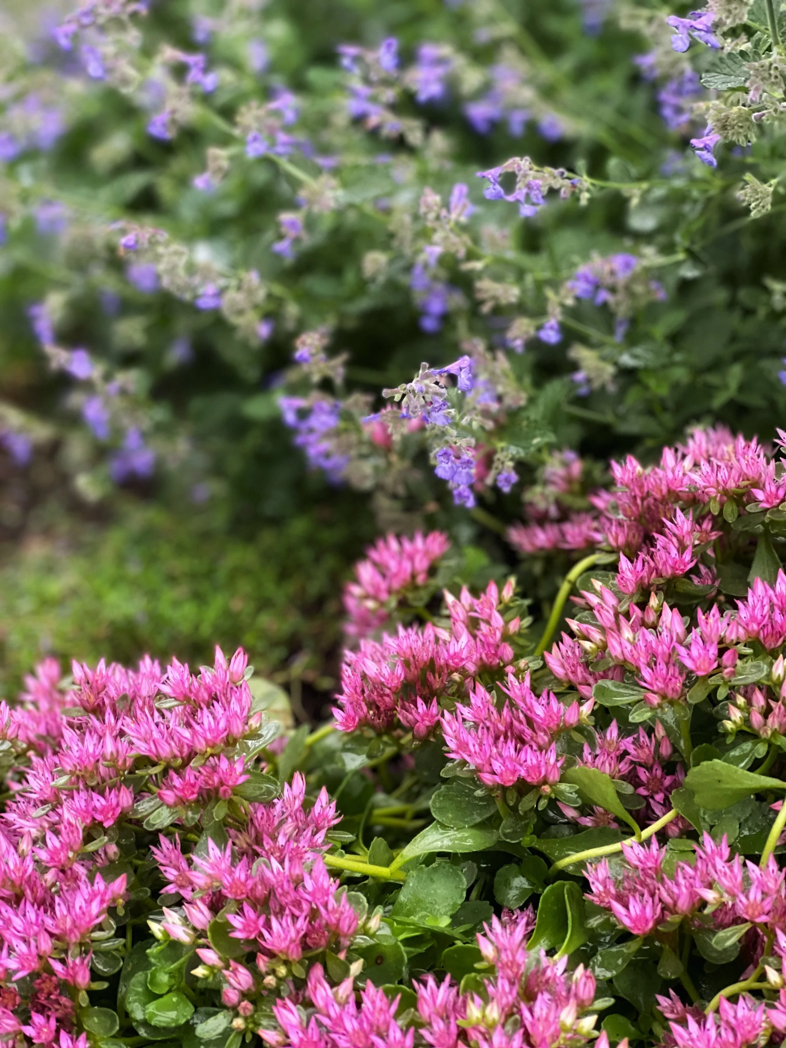pink and blue flowering plants