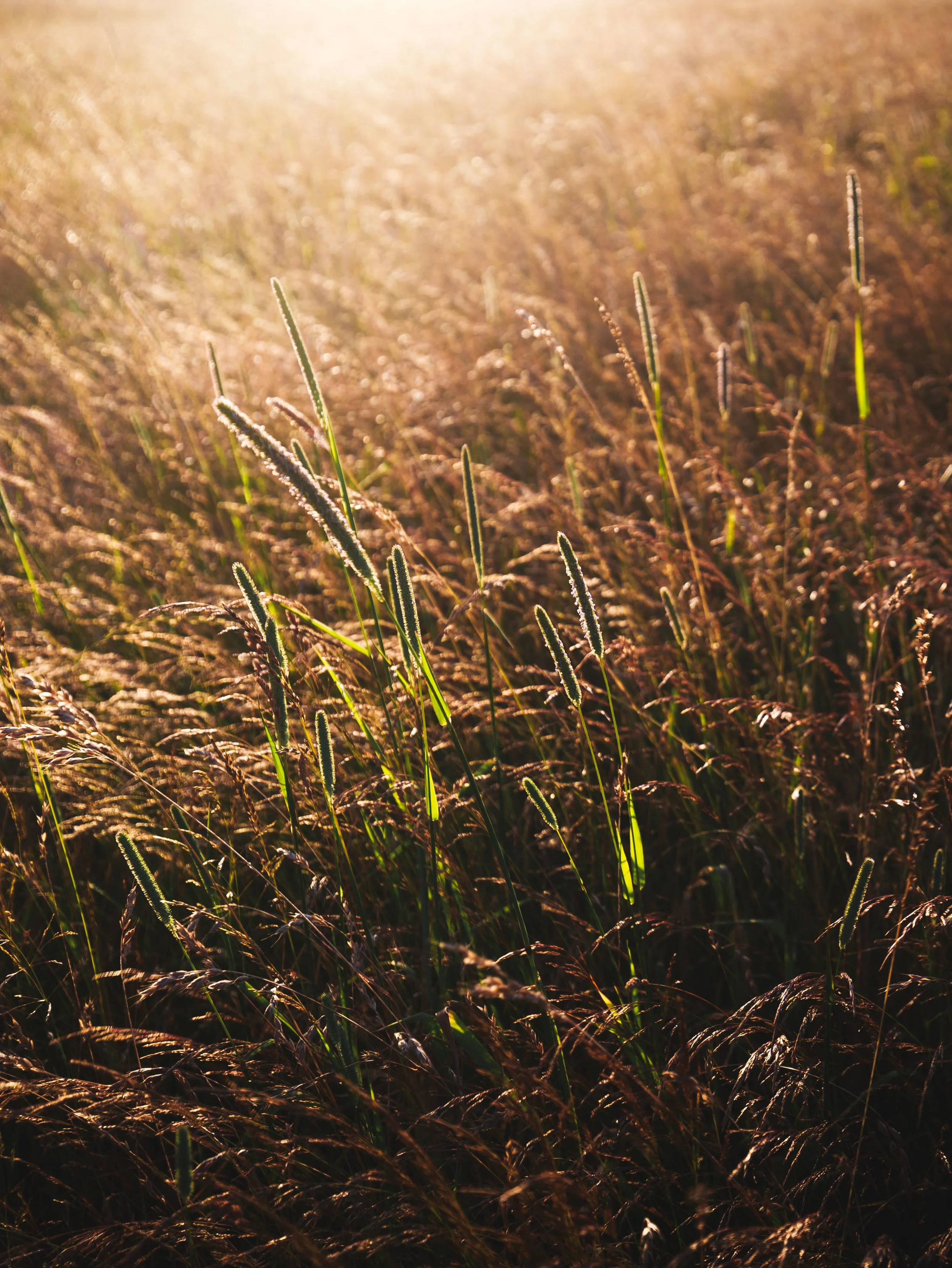 Just some beauty on the side of the road before hyw 6