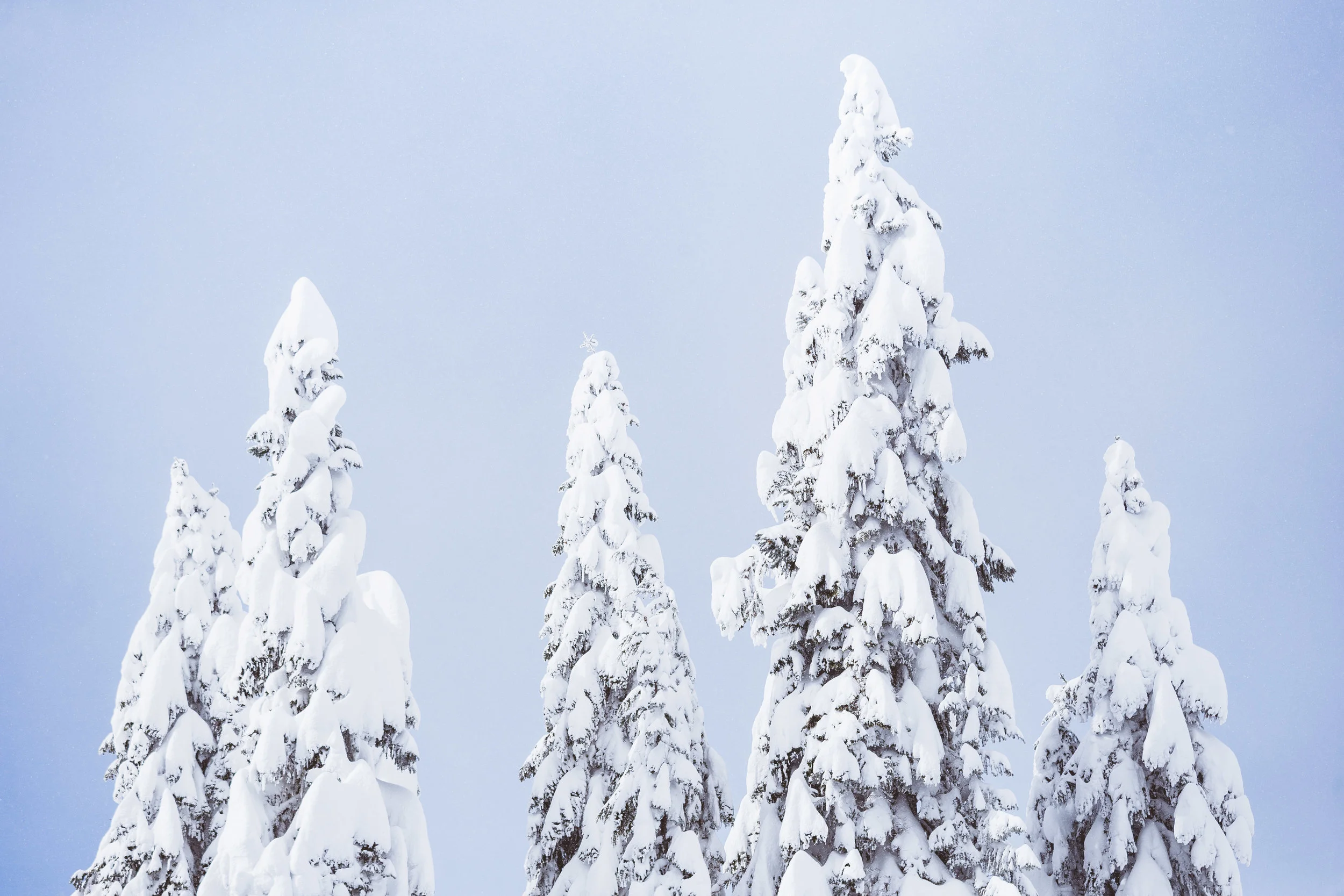Trees look better like this. 